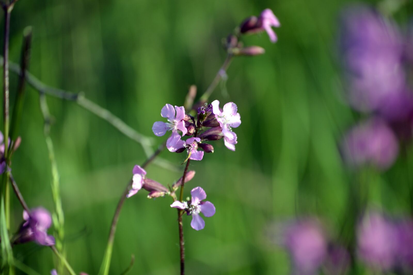 Nikon D3100 sample photo. Spring meadow, spring flowers photography