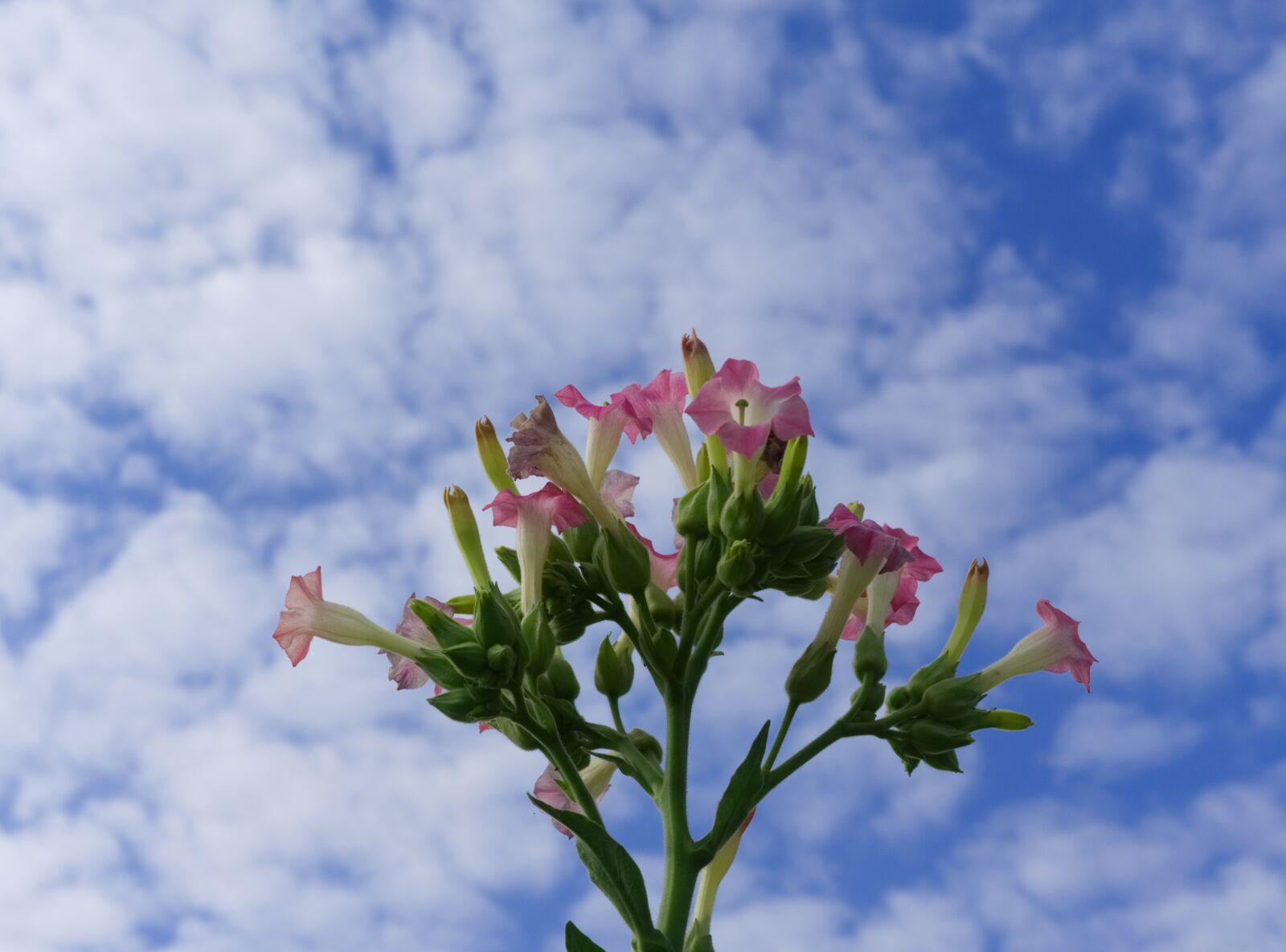 Sony a6000 + Sony E 35mm F1.8 OSS sample photo. Tobacco, plant, blossom photography