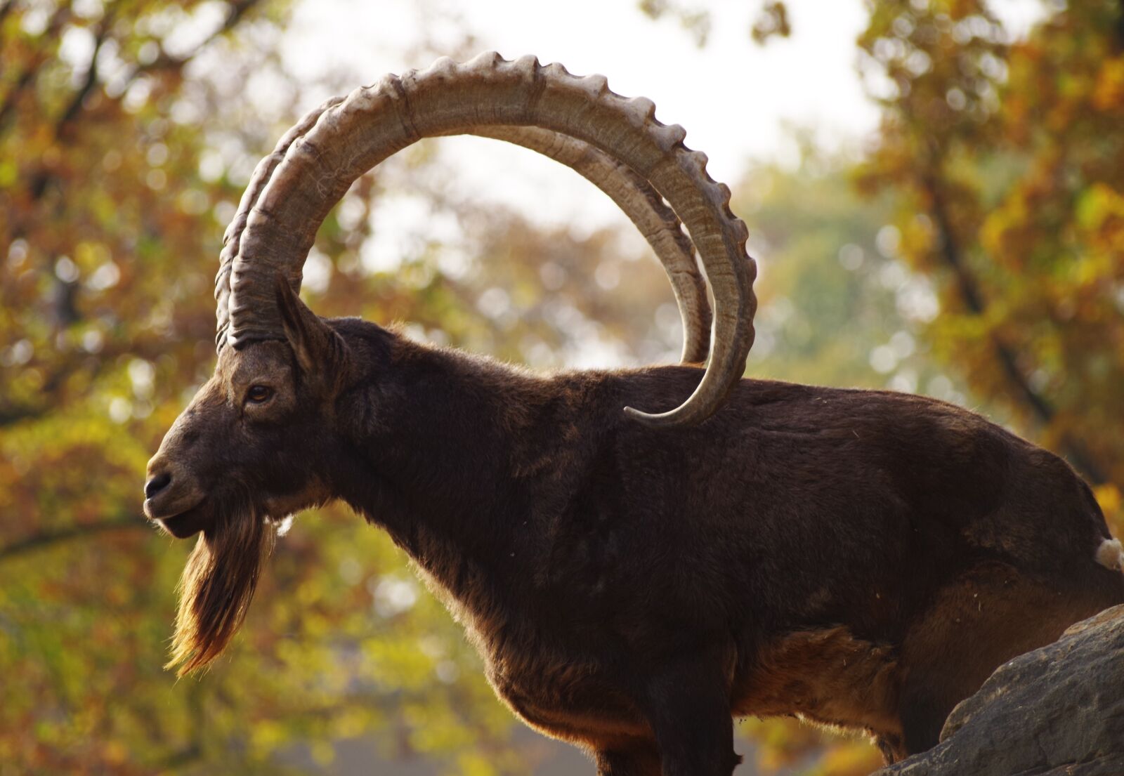Pentax K-30 sample photo. Capricorn, horns, mountains photography