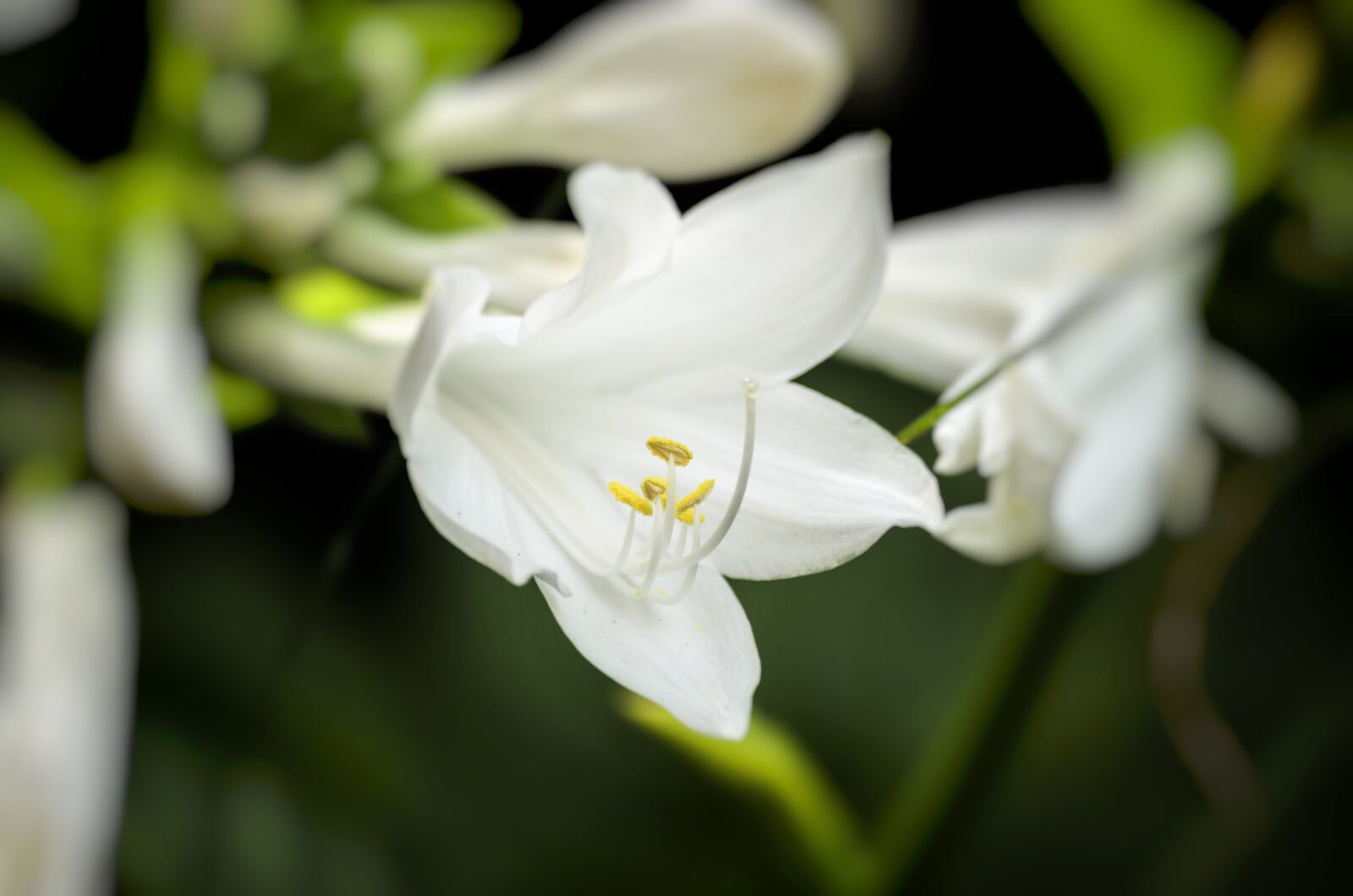 Nikon D5100 sample photo. Flower, nature, flowers photography