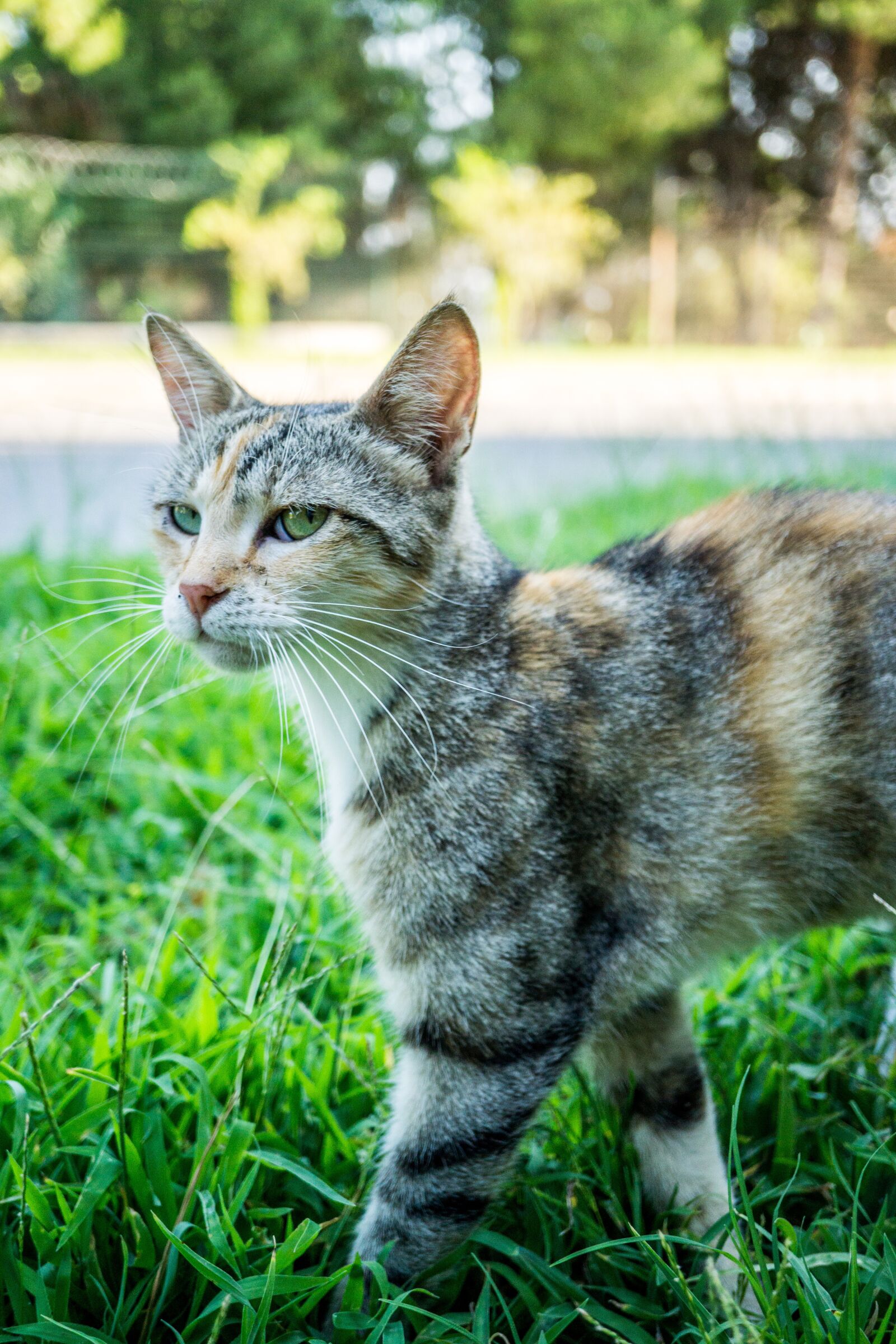 Sony E 30mm F3.5 Macro sample photo. Cat, mood, fantasy photography