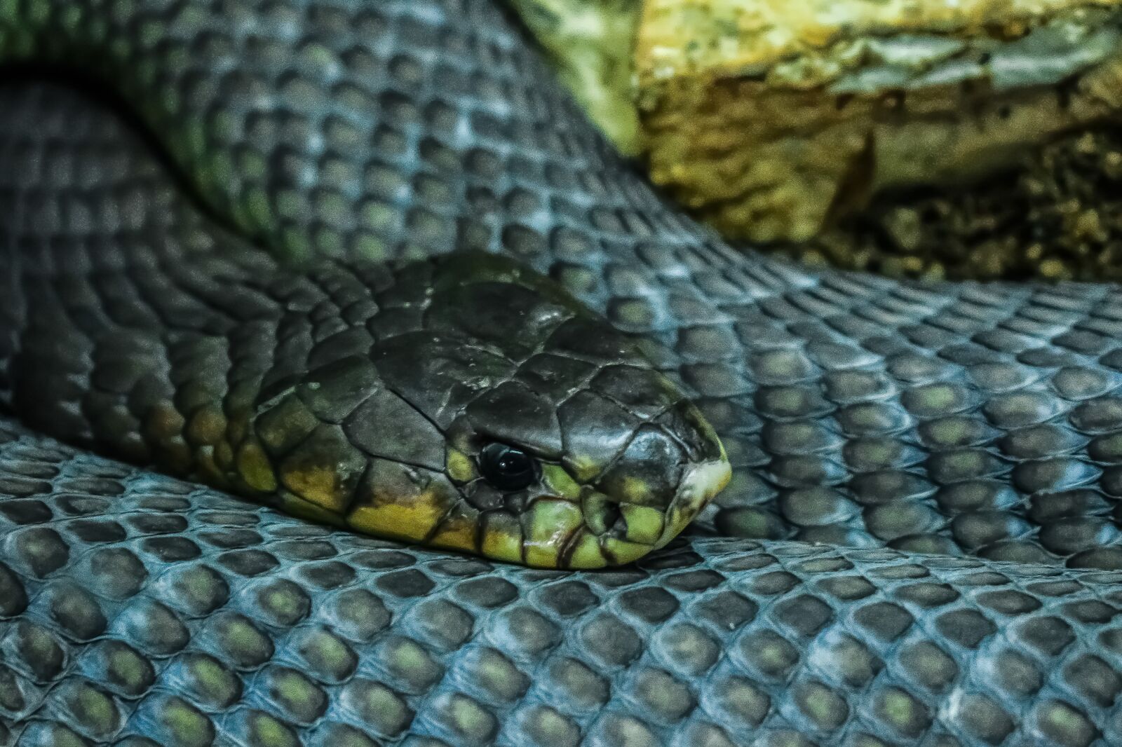 Nikon D3300 sample photo. Snake, animal, reptile photography