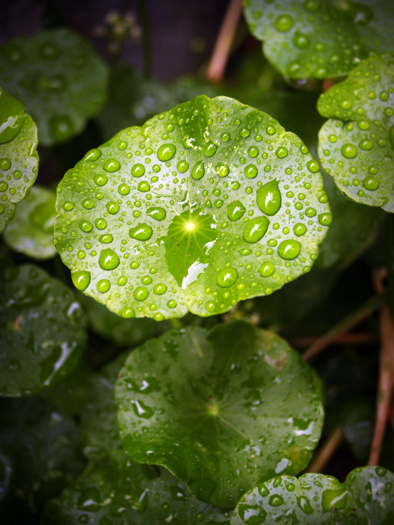 Olympus E-300 (EVOLT E-300) sample photo. Leaf, water, green photography
