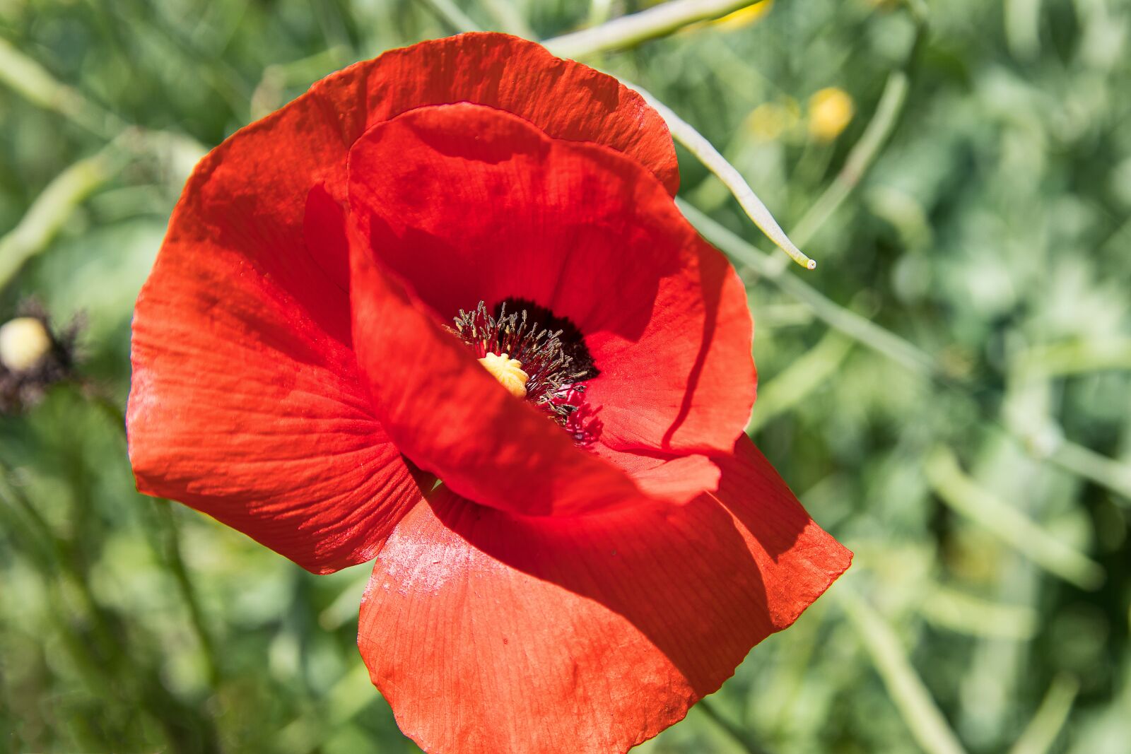 Canon EOS 80D sample photo. Poppy, blossom, bloom photography