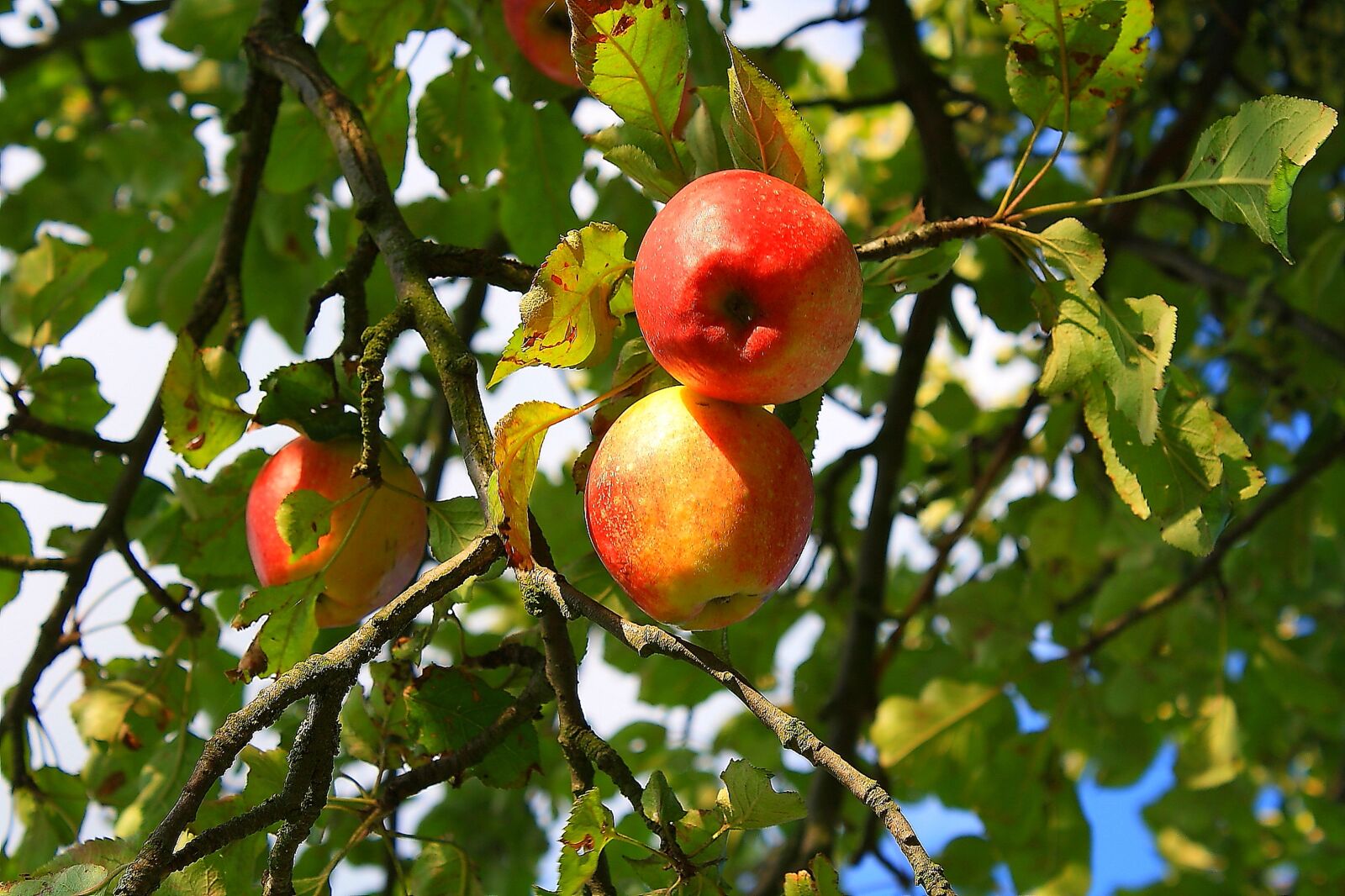 Canon EOS 1000D (EOS Digital Rebel XS / EOS Kiss F) sample photo. Apple, tree, fruit photography