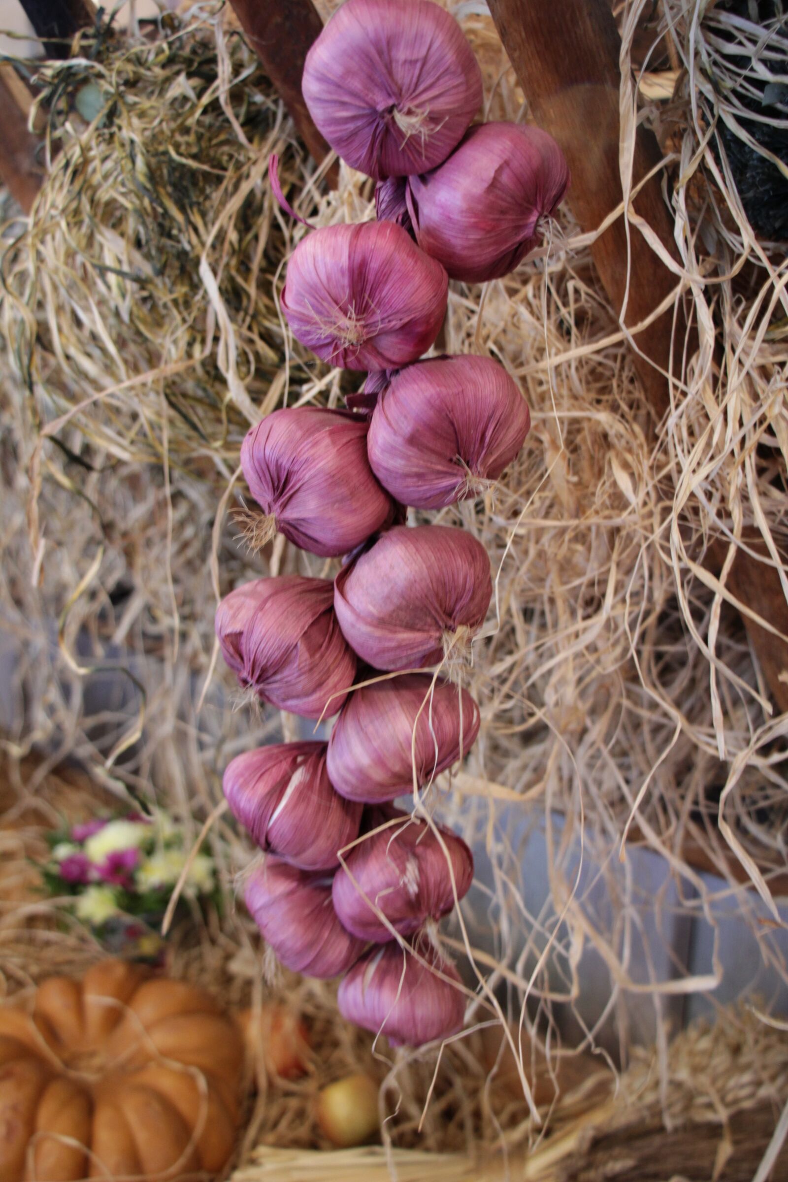 Canon EOS 550D (EOS Rebel T2i / EOS Kiss X4) sample photo. Food, onion, garlic photography