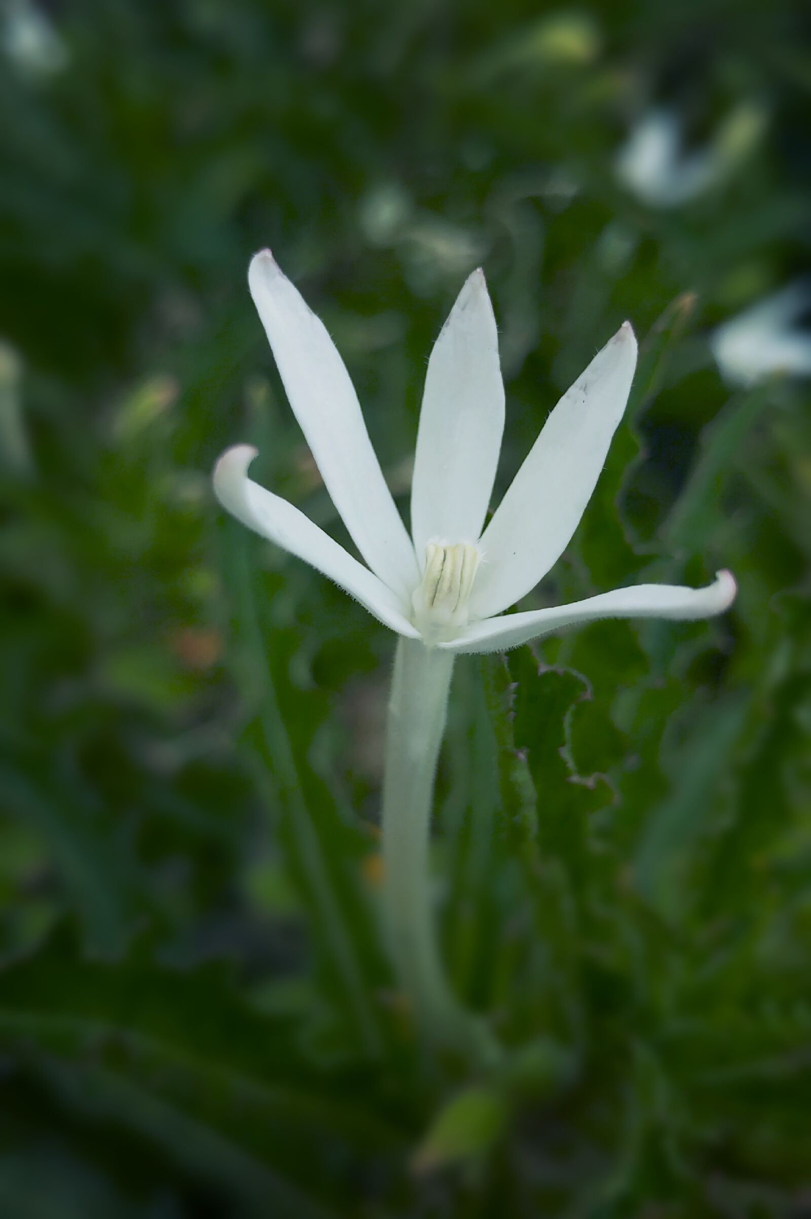 LG G5 sample photo. White flower, bloom, blossom photography