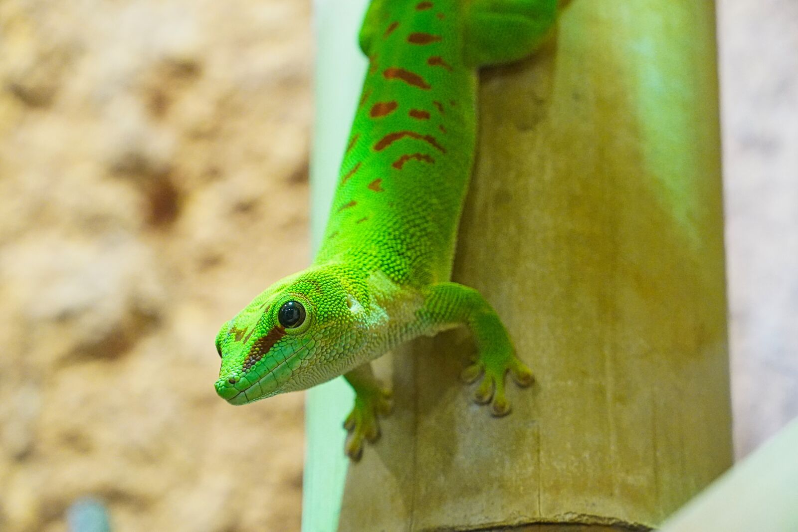 Sony a6400 sample photo. Gecko, green, terrarium photography