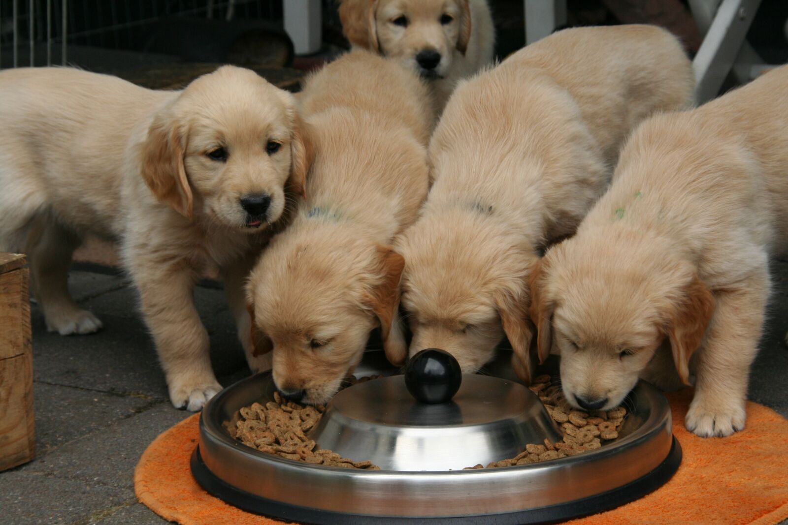 Canon EOS 350D (EOS Digital Rebel XT / EOS Kiss Digital N) sample photo. Golden retriever puppy, dog photography