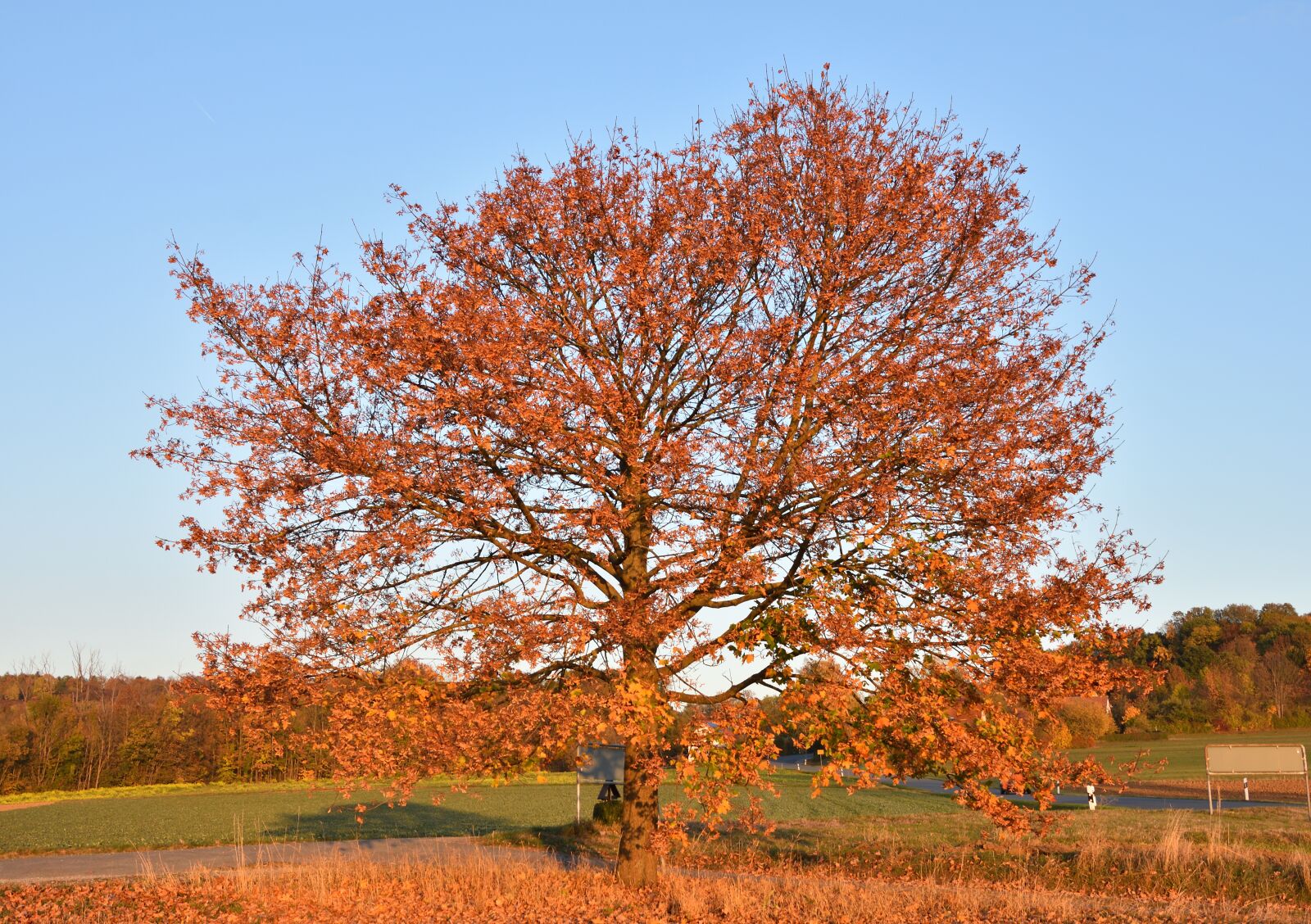 Nikon D3400 sample photo. Autumn, tree, red photography