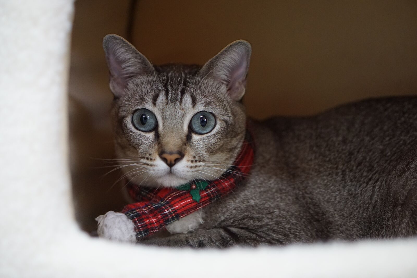 E 50mm F1.8 OSS sample photo. Animal, cute, pets photography