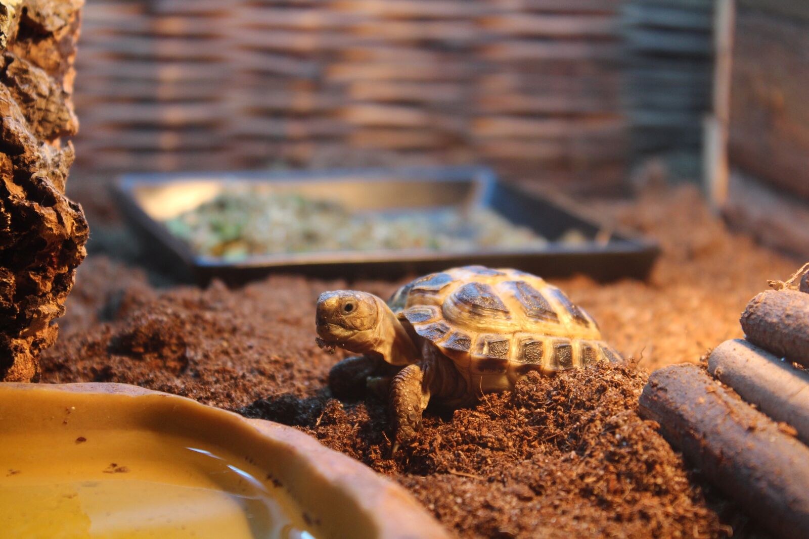 Canon EOS 650D (EOS Rebel T4i / EOS Kiss X6i) sample photo. Turtle, baby, animal photography