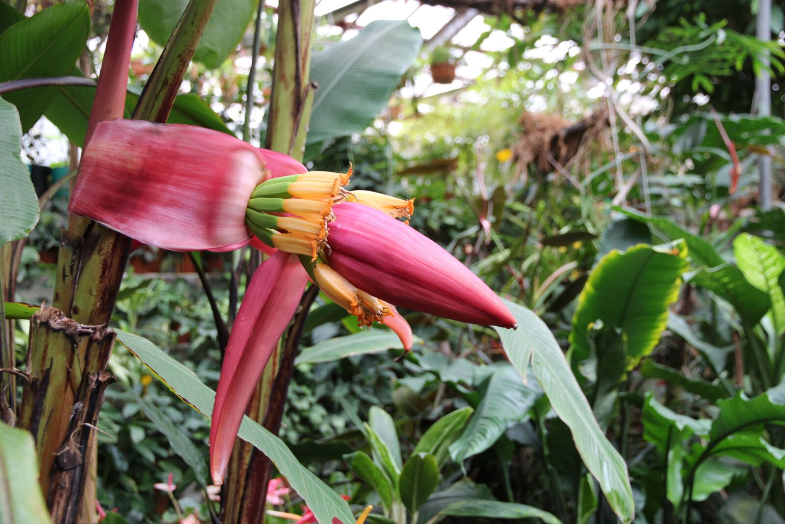 Canon EOS 650D (EOS Rebel T4i / EOS Kiss X6i) sample photo. Banana, flower, bloom photography