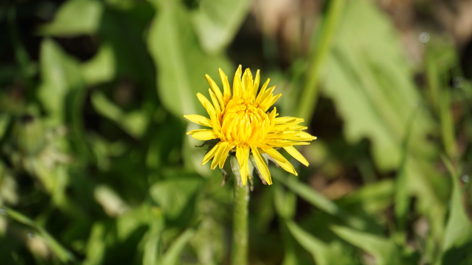 Sony E 18-200mm F3.5-6.3 OSS LE sample photo. Dandelion, plant, yellow photography