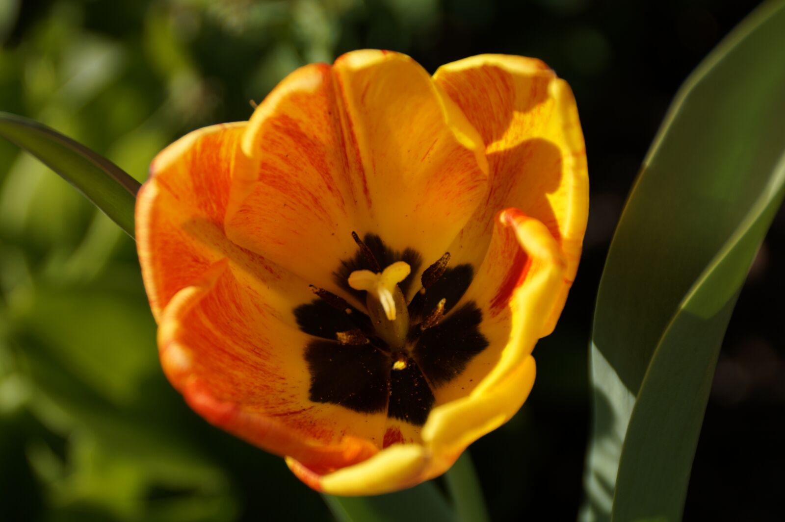 Sony SLT-A58 + Sony DT 18-200mm F3.5-6.3 sample photo. Flower, tulip, flowers photography