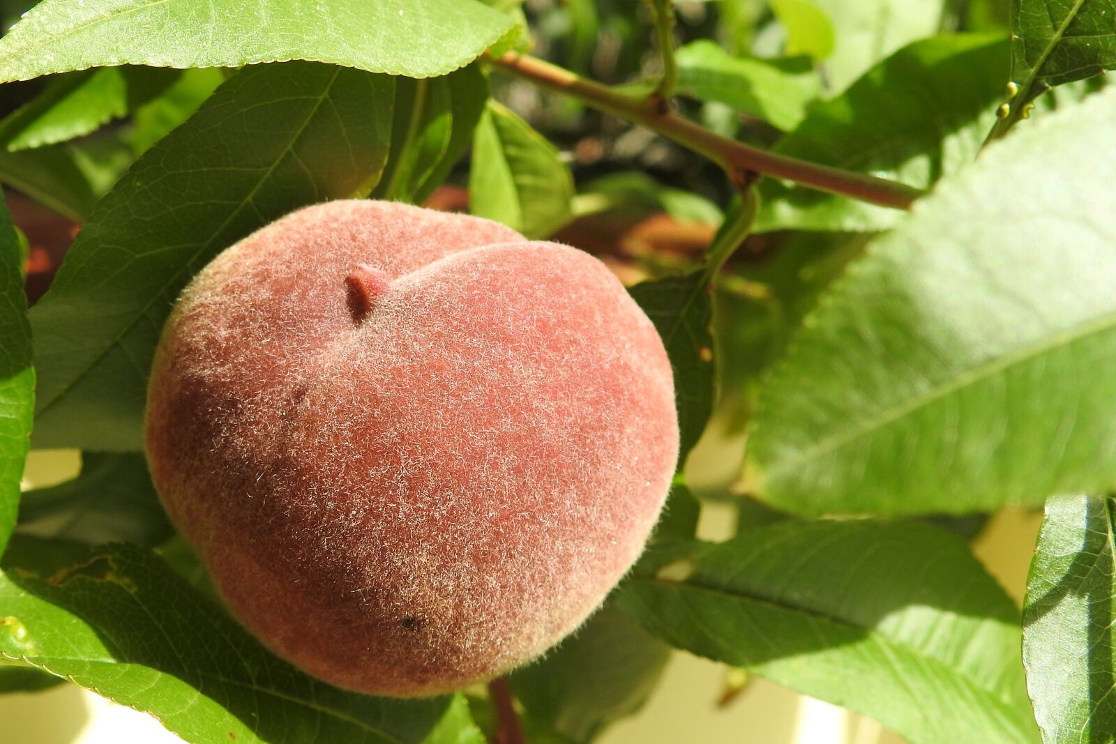 Nikon Coolpix P900 sample photo. Peach, peach tree, fruit photography