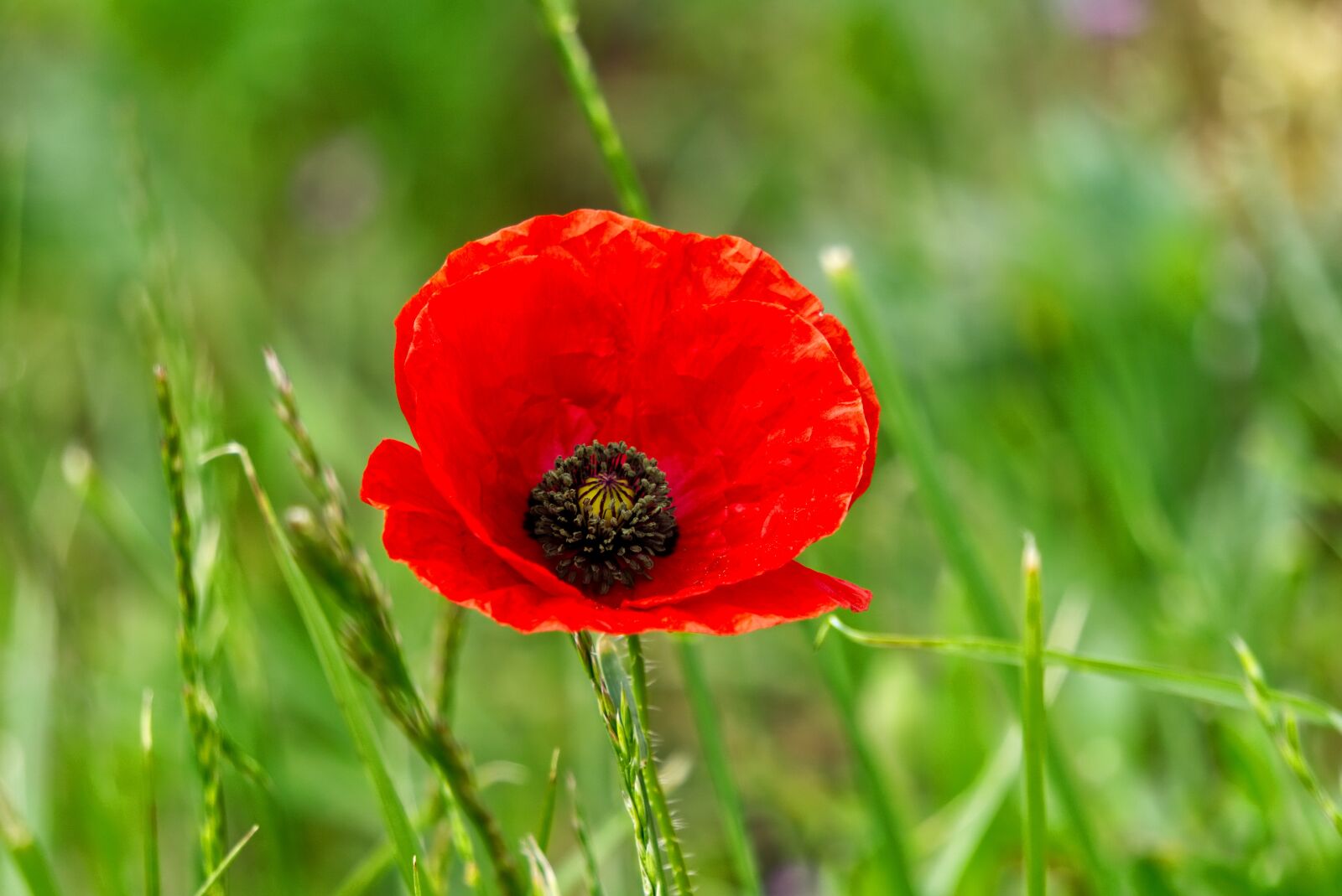 Sony a6000 sample photo. Klatschmohn, plant, flower photography