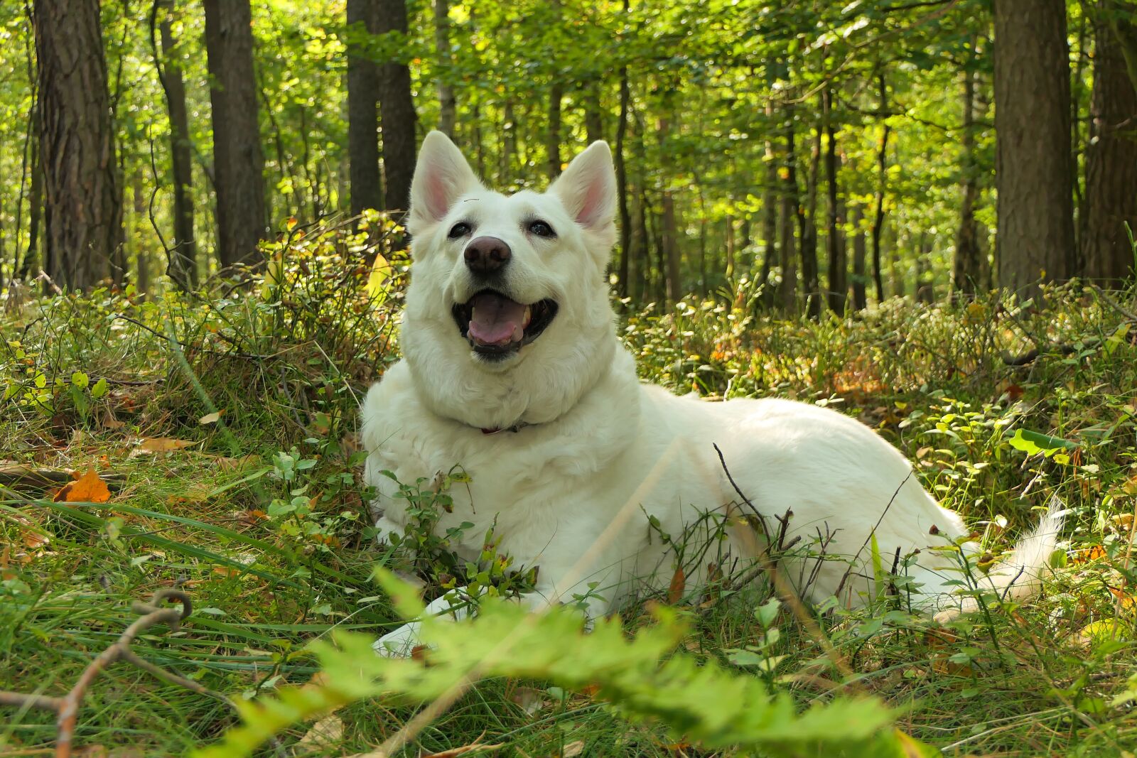 Panasonic Lumix DMC-FZ2500 (Lumix DMC-FZ2000) sample photo. Dog, female, suzi photography