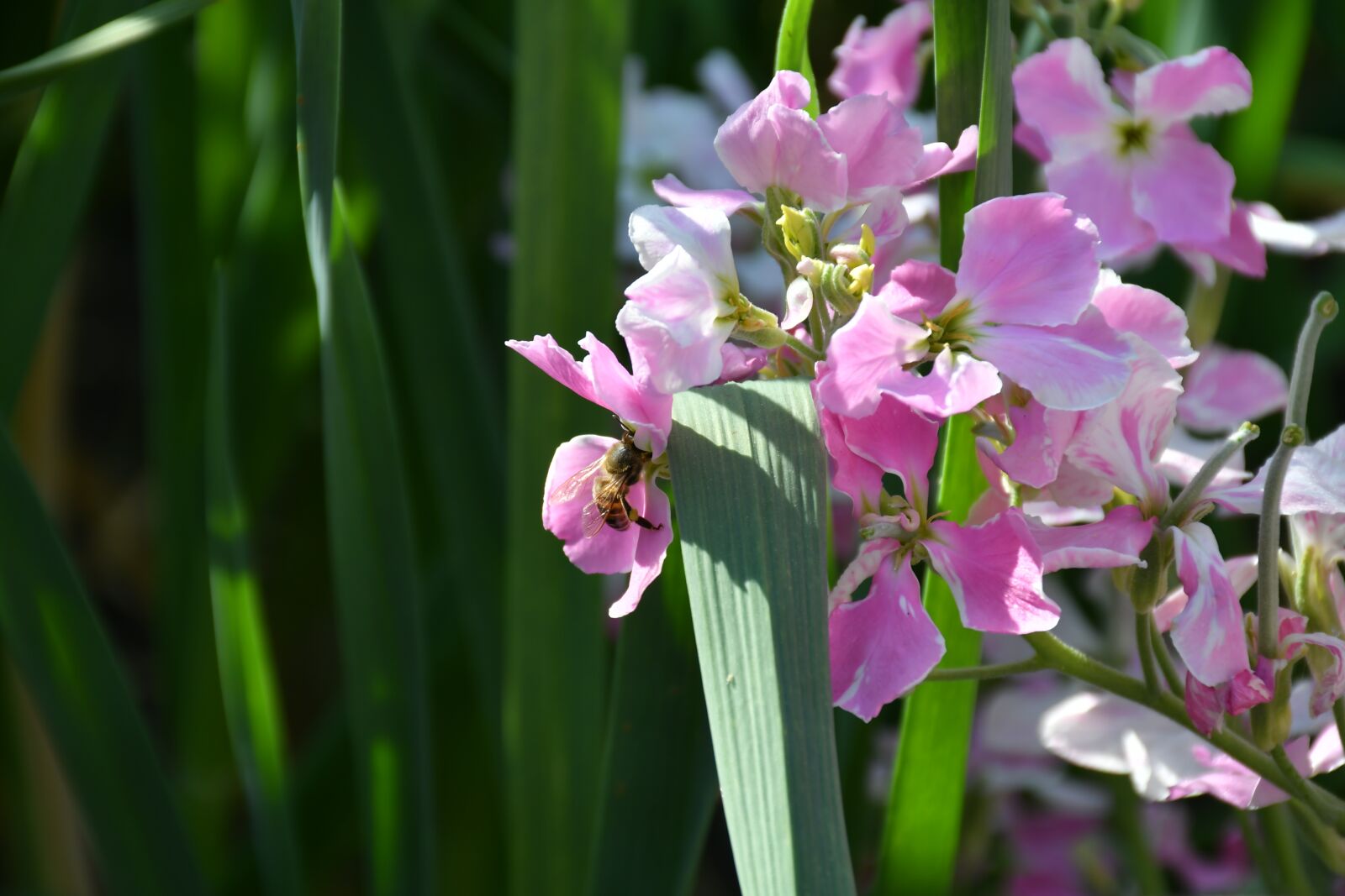 Nikon D7500 sample photo. Garden, flower, bee photography