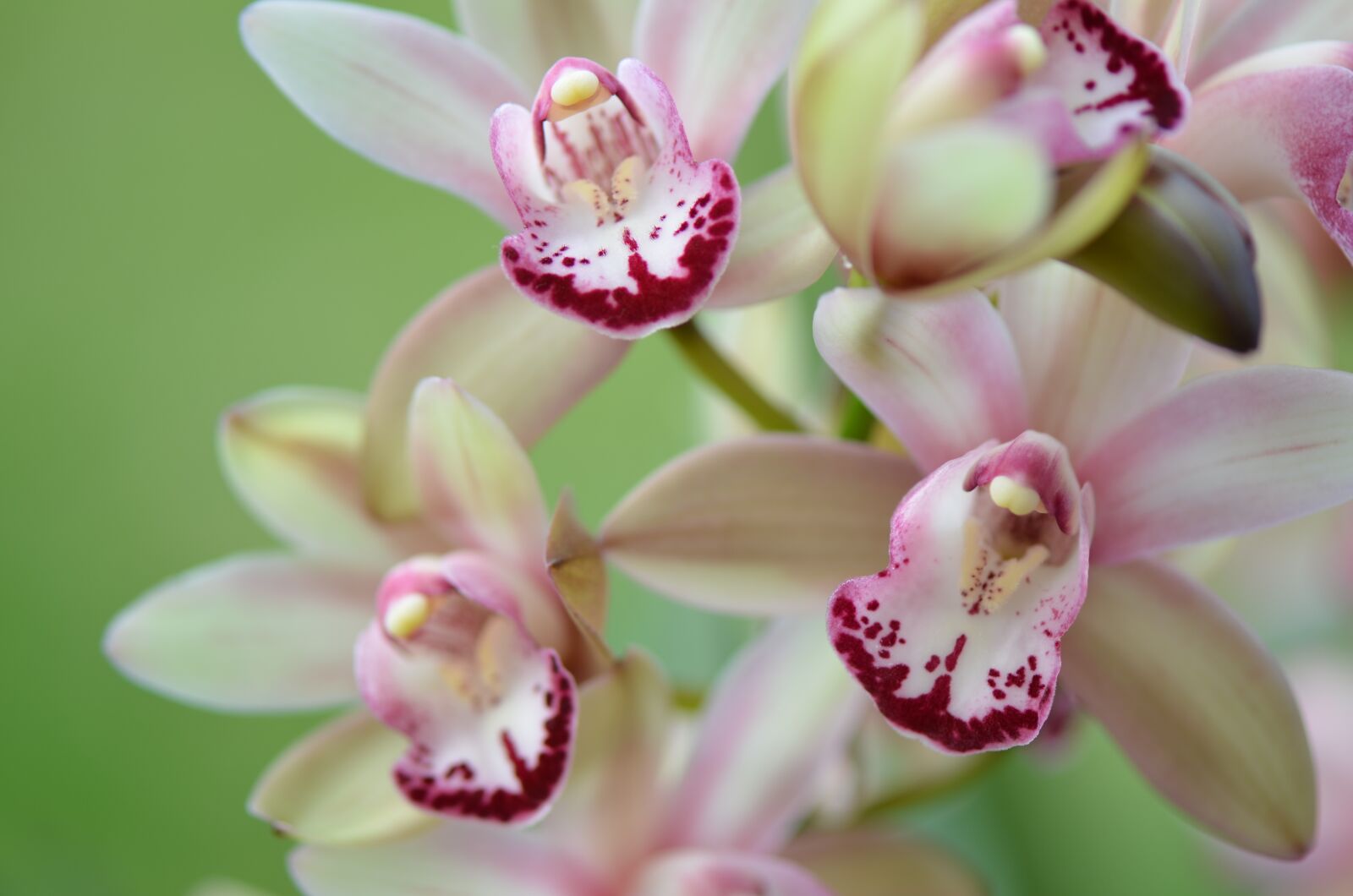 Nikon D7000 sample photo. Flower, orchid, bloom photography