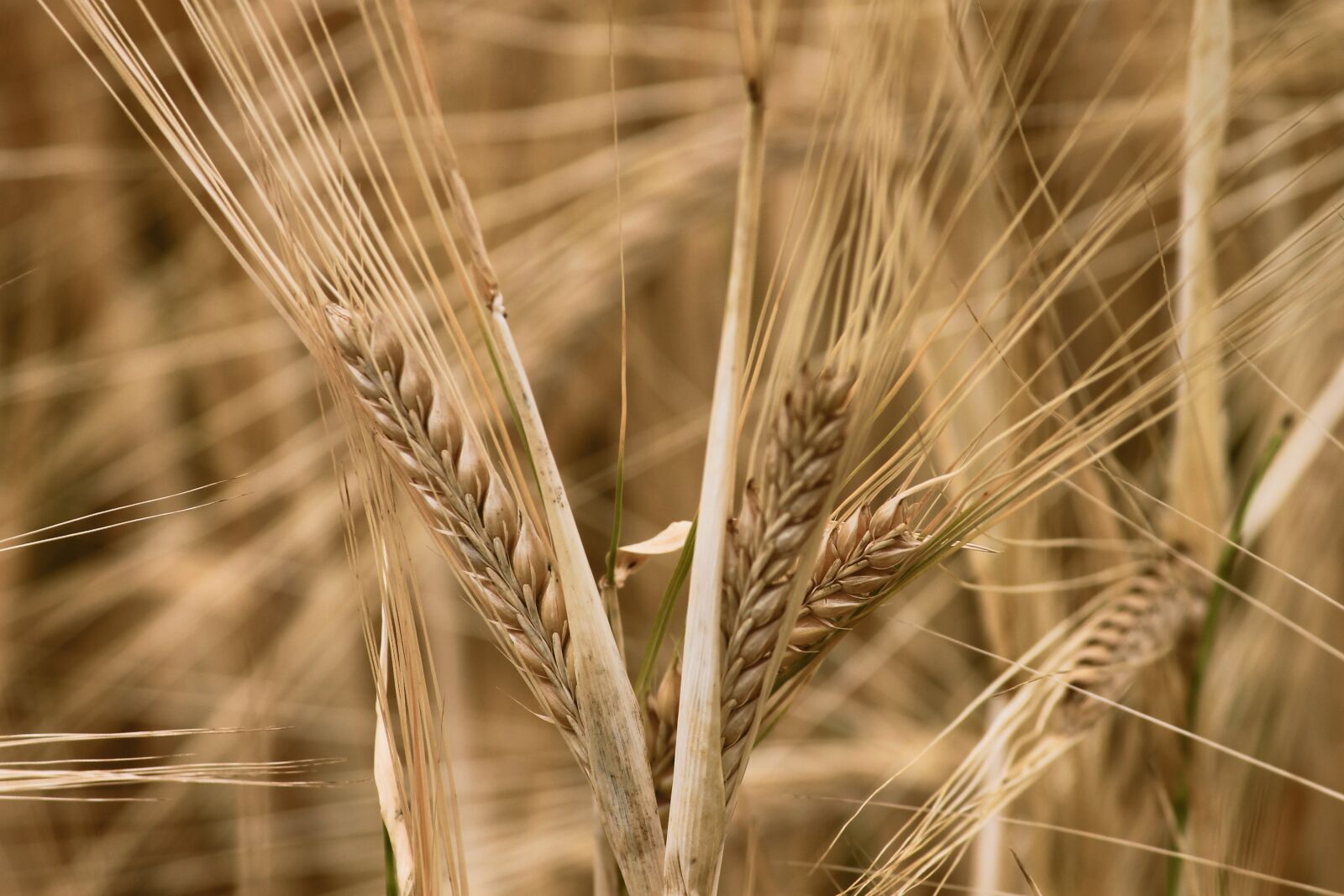 Canon EOS 1100D (EOS Rebel T3 / EOS Kiss X50) sample photo. Barley, cereals, spike photography