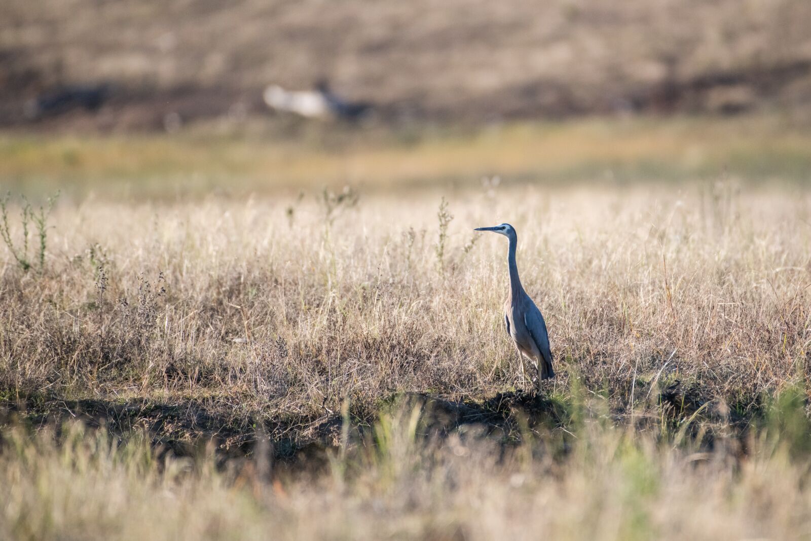 Nikon D850 sample photo. White-faced heron, heron, bird photography