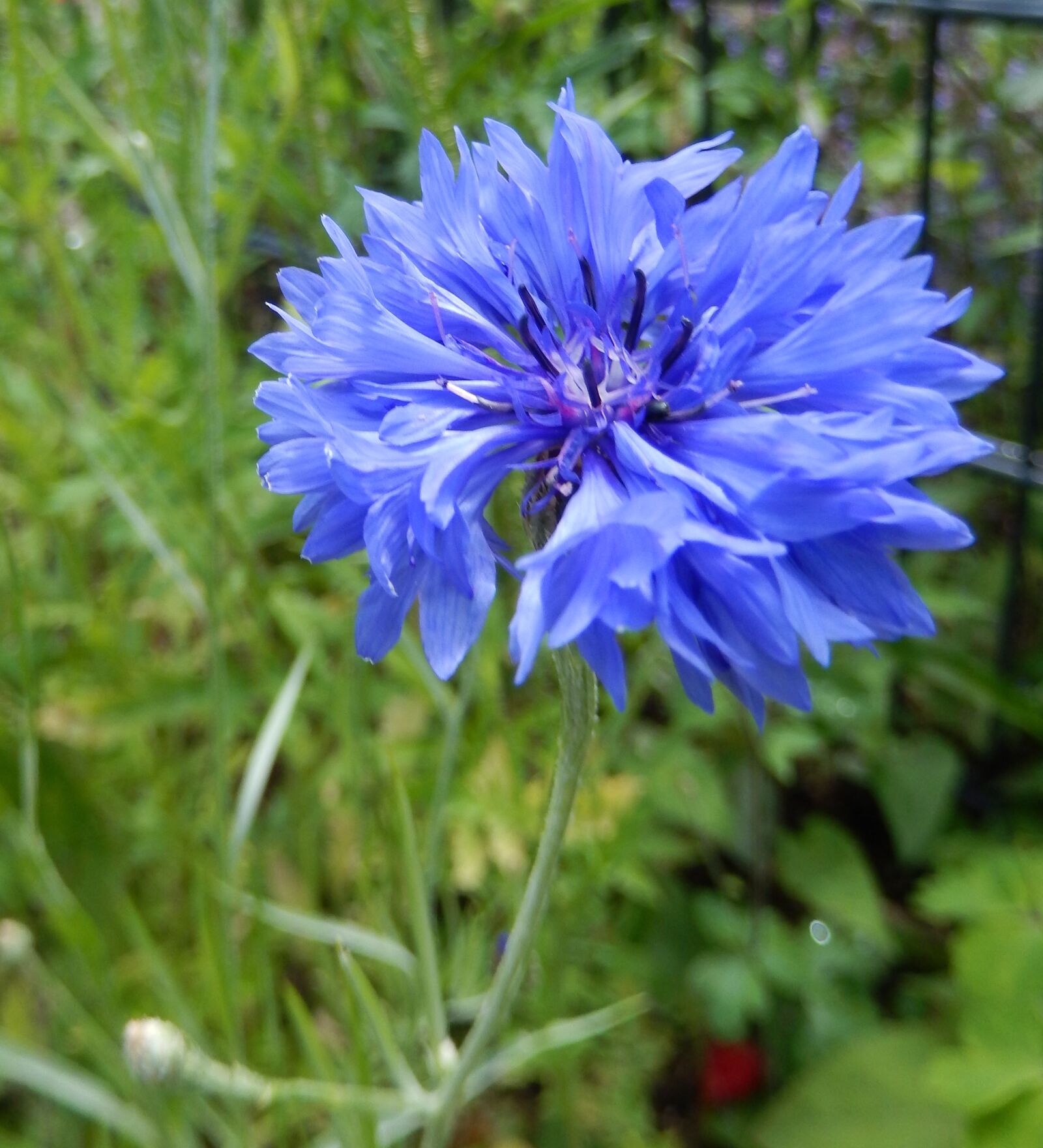 Nikon COOLPIX S9400 sample photo. Cornflower, pointed flower, spring photography