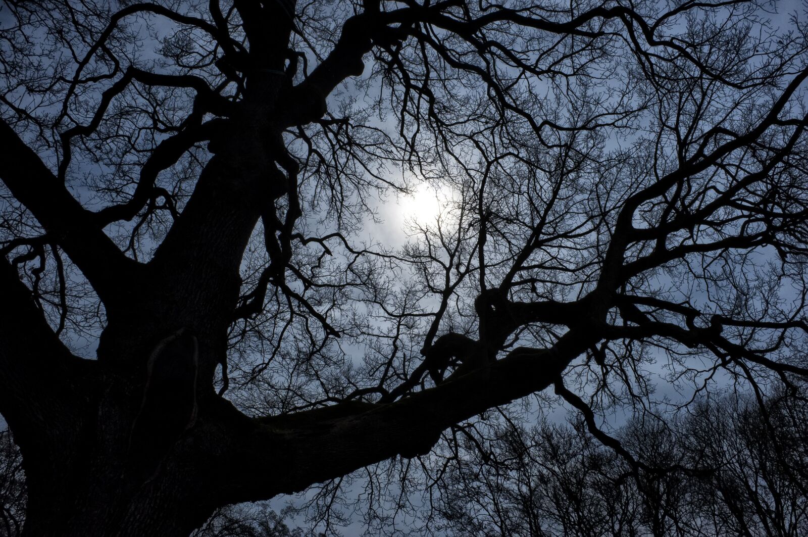 Fujifilm FinePix X100 sample photo. Night, dark, tree photography