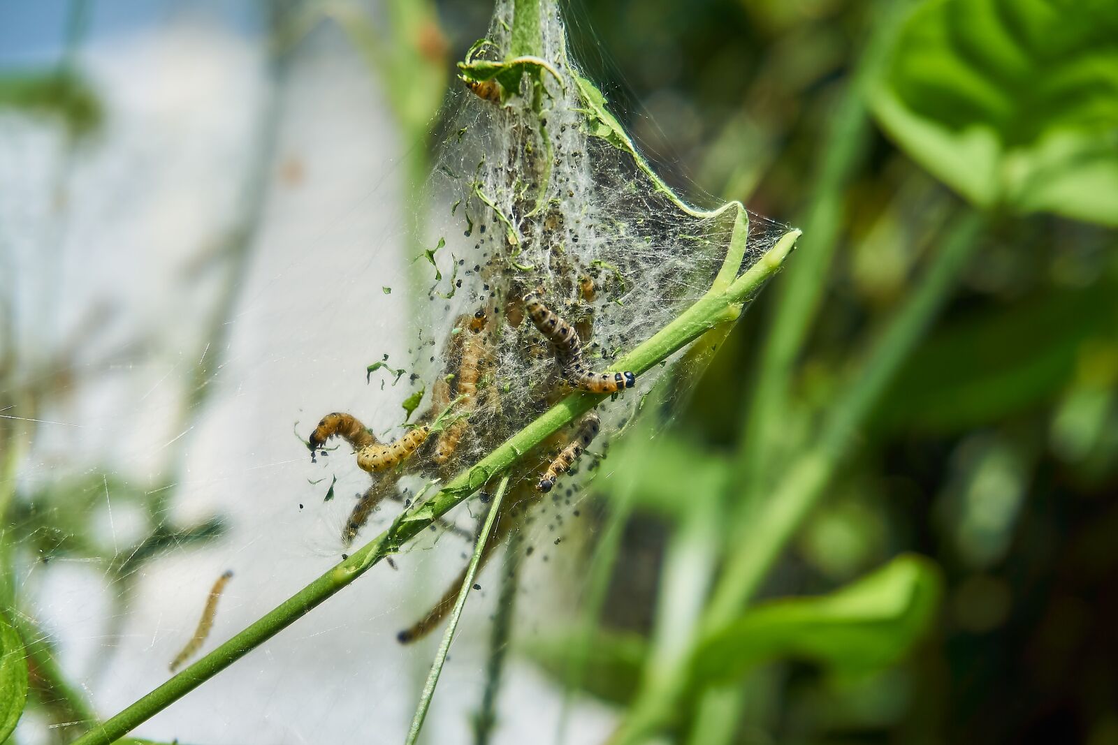 Sony a6000 sample photo. Ermine, bud moth, track photography