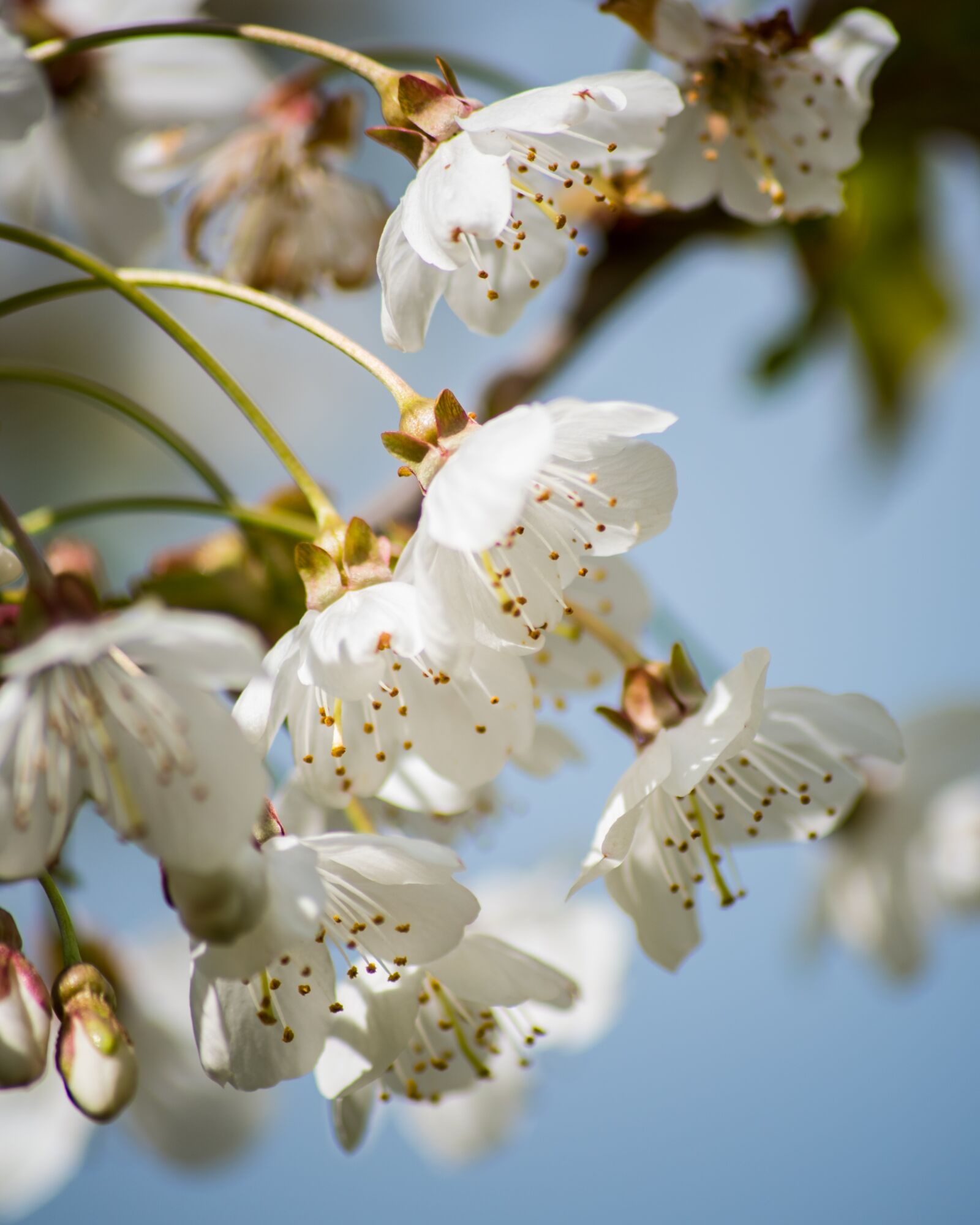 Nikon D750 sample photo. White, flowers, tree photography