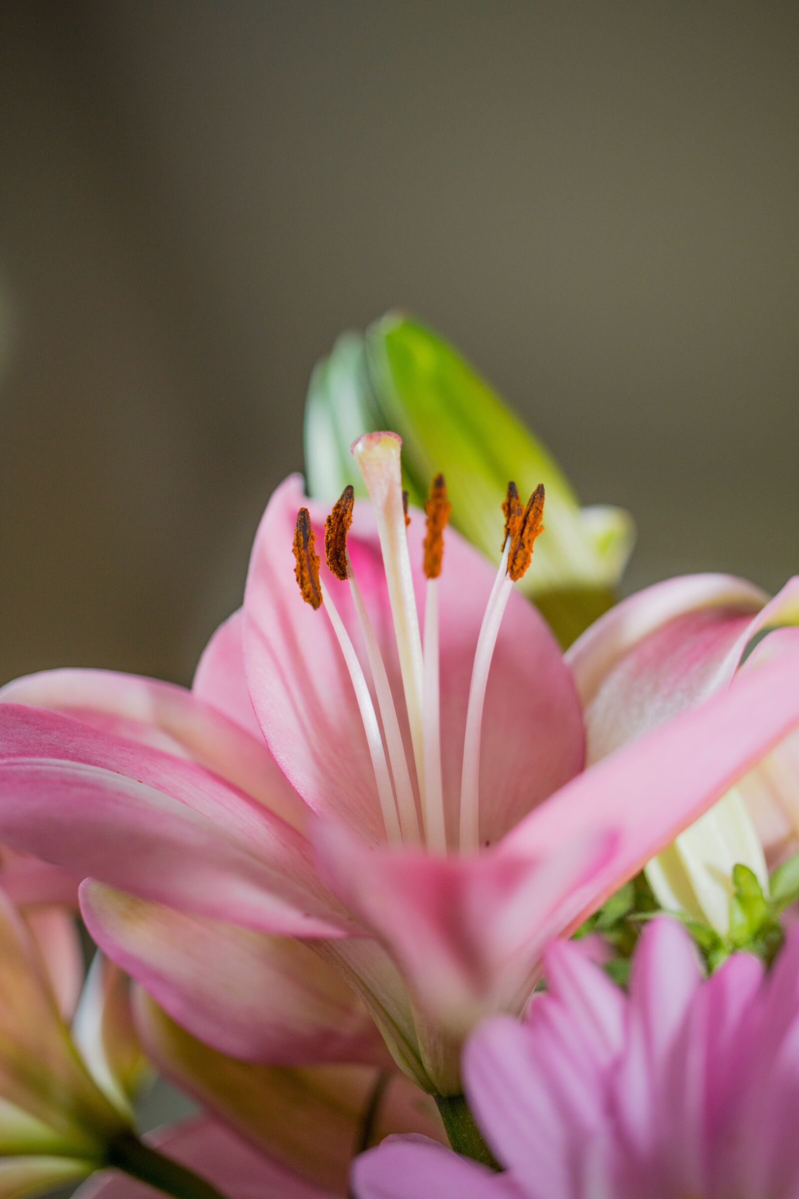 Canon EOS 70D sample photo. Flower, pink, blossom photography
