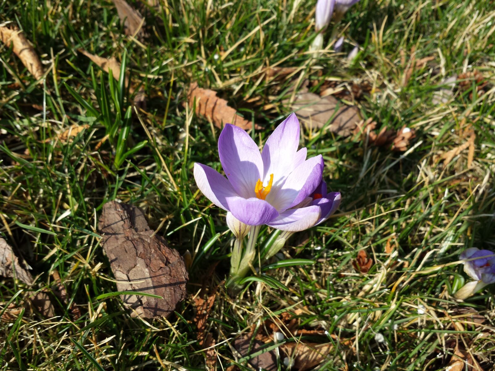 Samsung Galaxy S4 sample photo. Krokus, spring, flowers photography