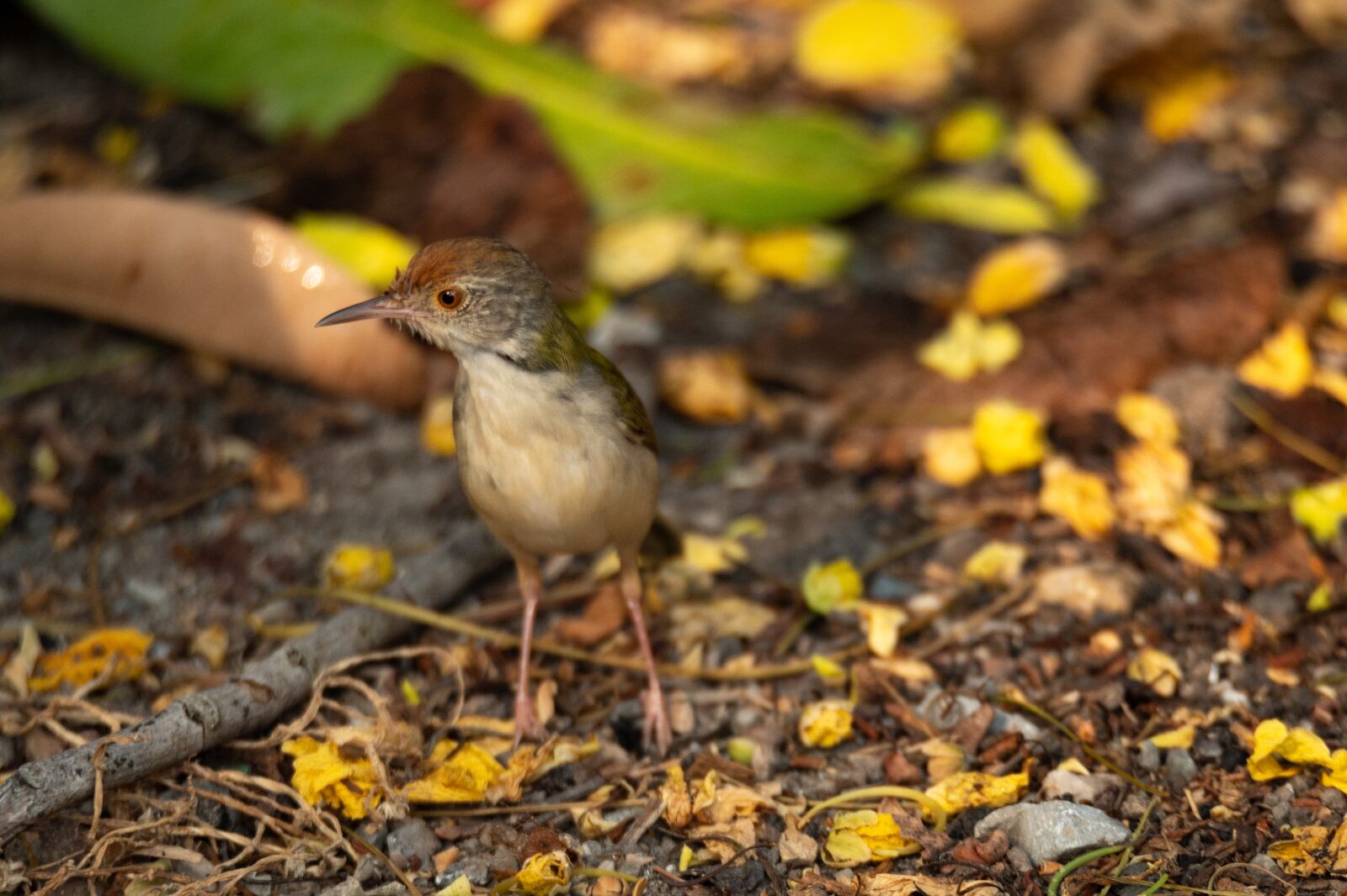 Nikon Z6 sample photo. Bird, fly, animals photography