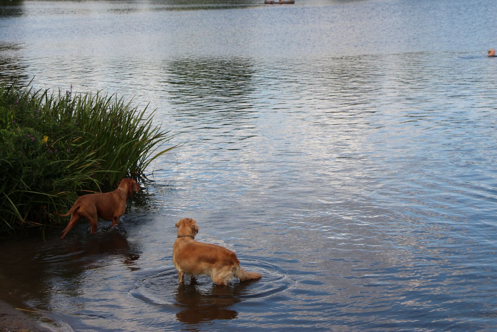 Canon EOS 650D (EOS Rebel T4i / EOS Kiss X6i) sample photo. Dogs, lake, water photography