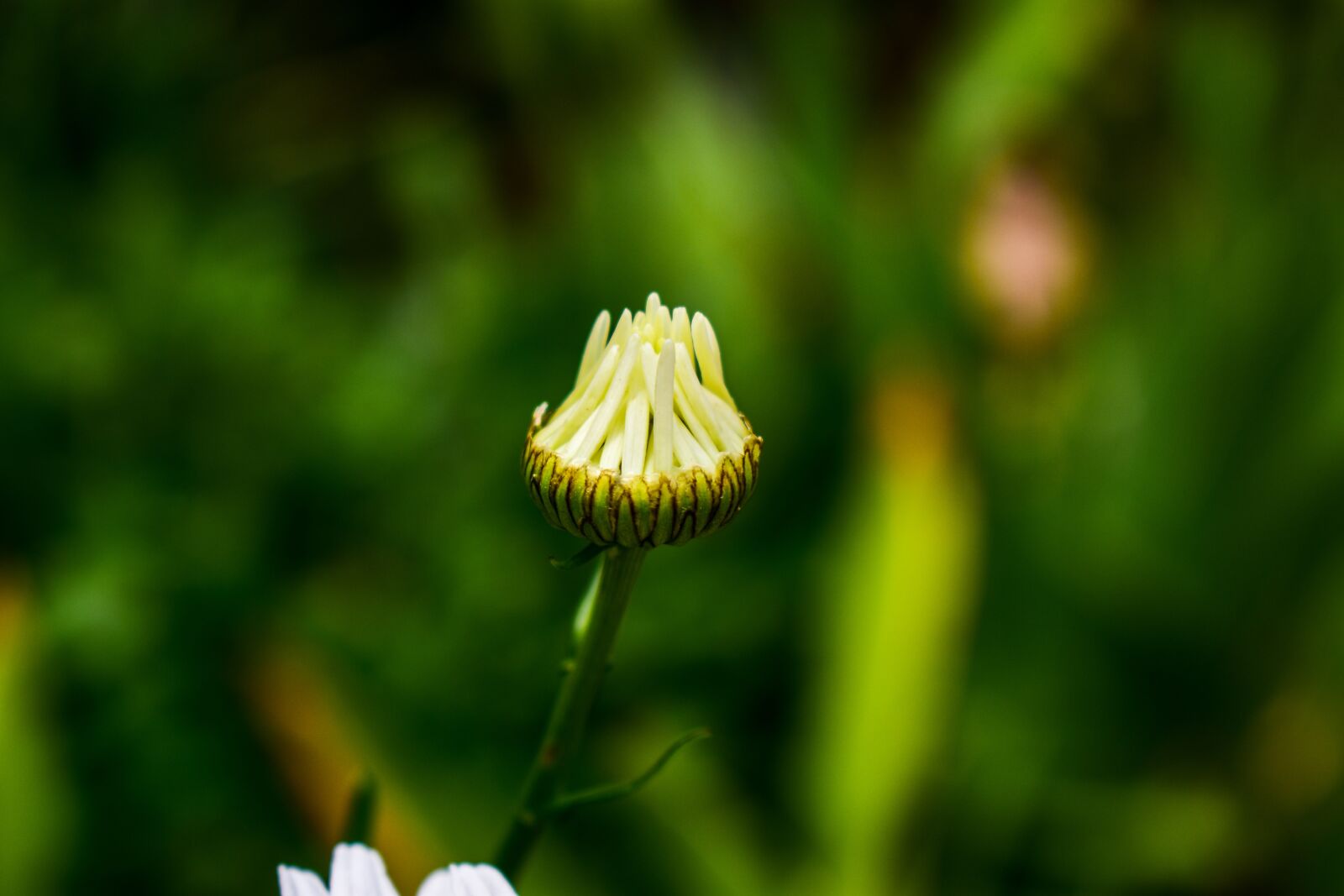 Nikon D3400 sample photo. Nature, flower, outdoors photography