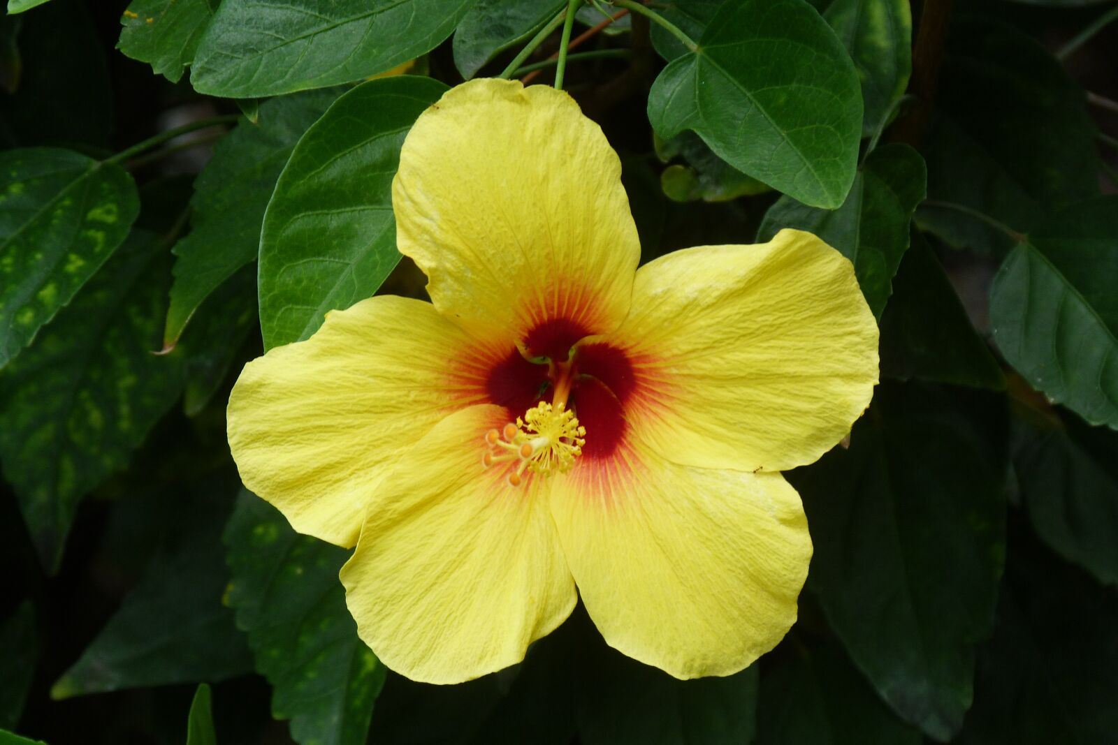 Panasonic Lumix DMC-FZ40 (Lumix DMC-FZ45) sample photo. Hibiscus, yellow, flower photography