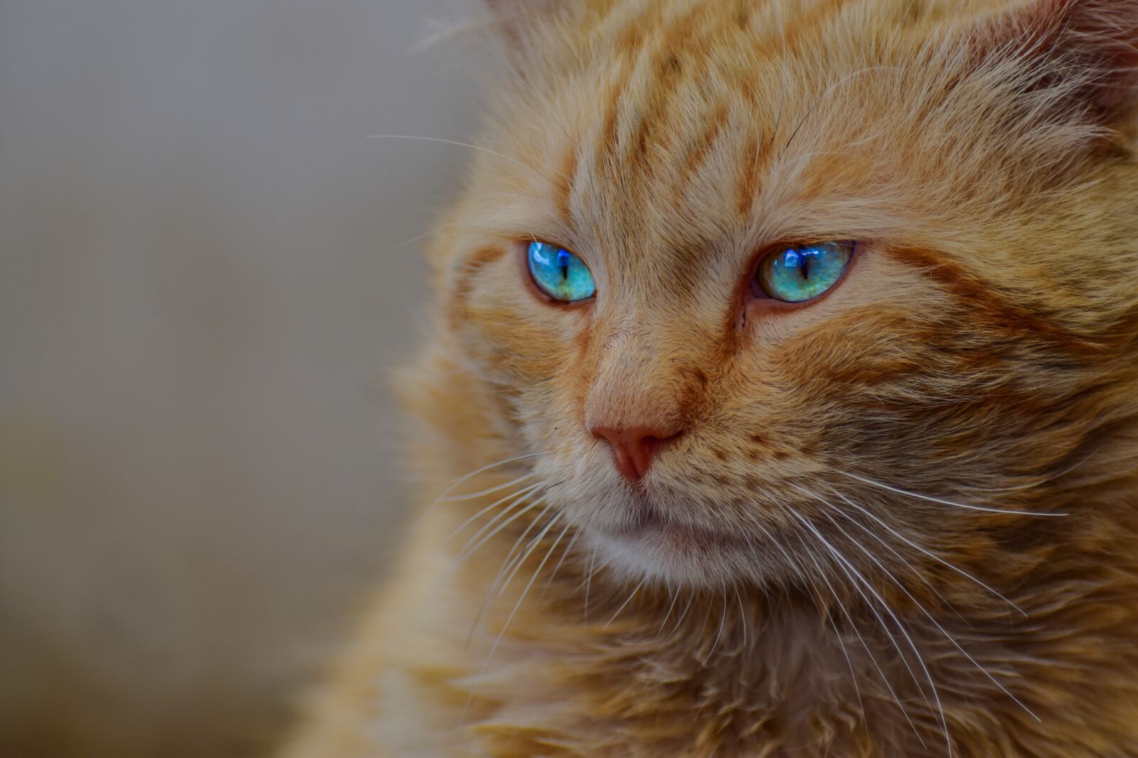 Nikon D3400 sample photo. Cat, animal, artistic photography