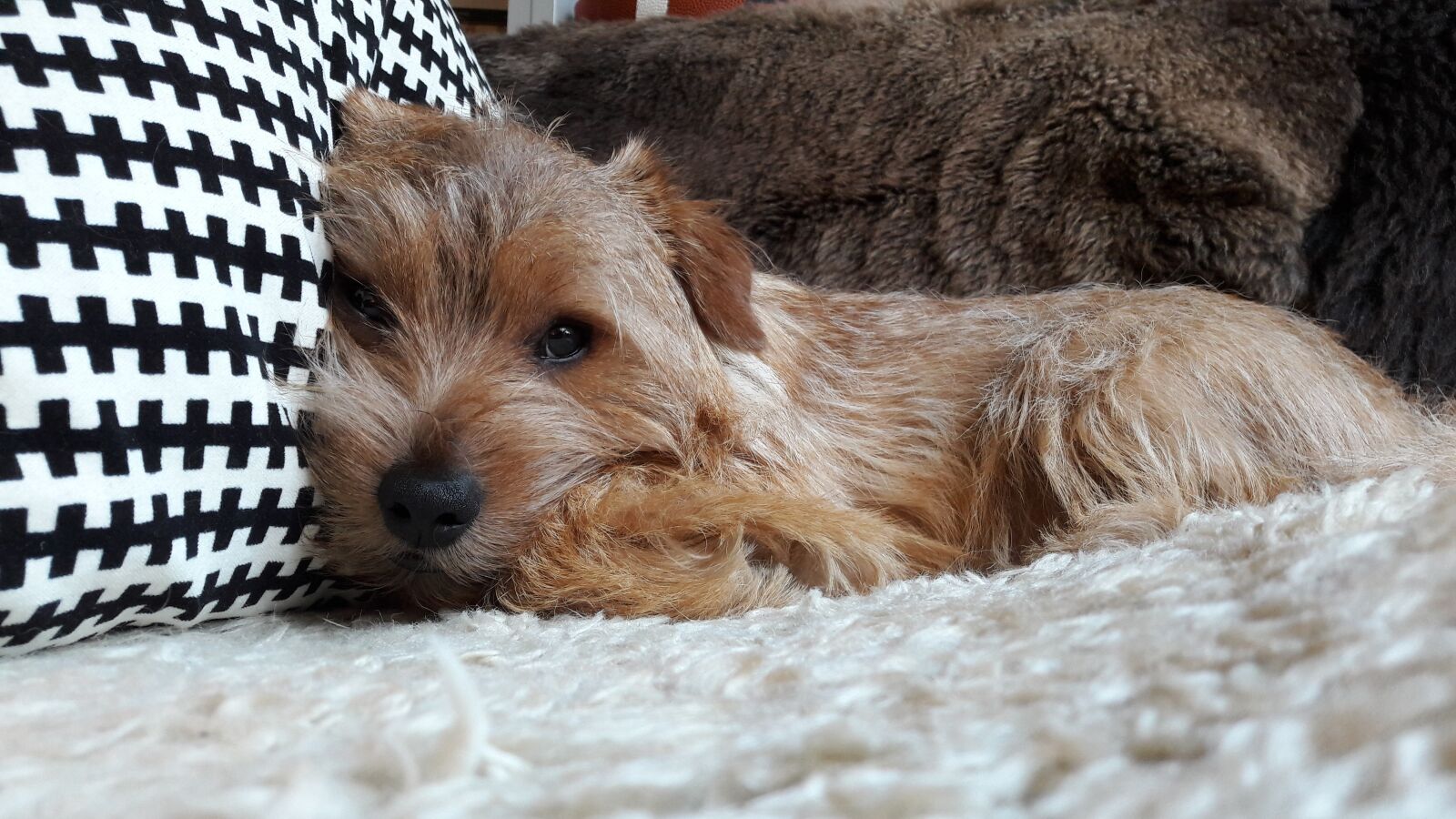 Samsung Galaxy A5(2016) sample photo. Dog, dogs norfolk terrier photography
