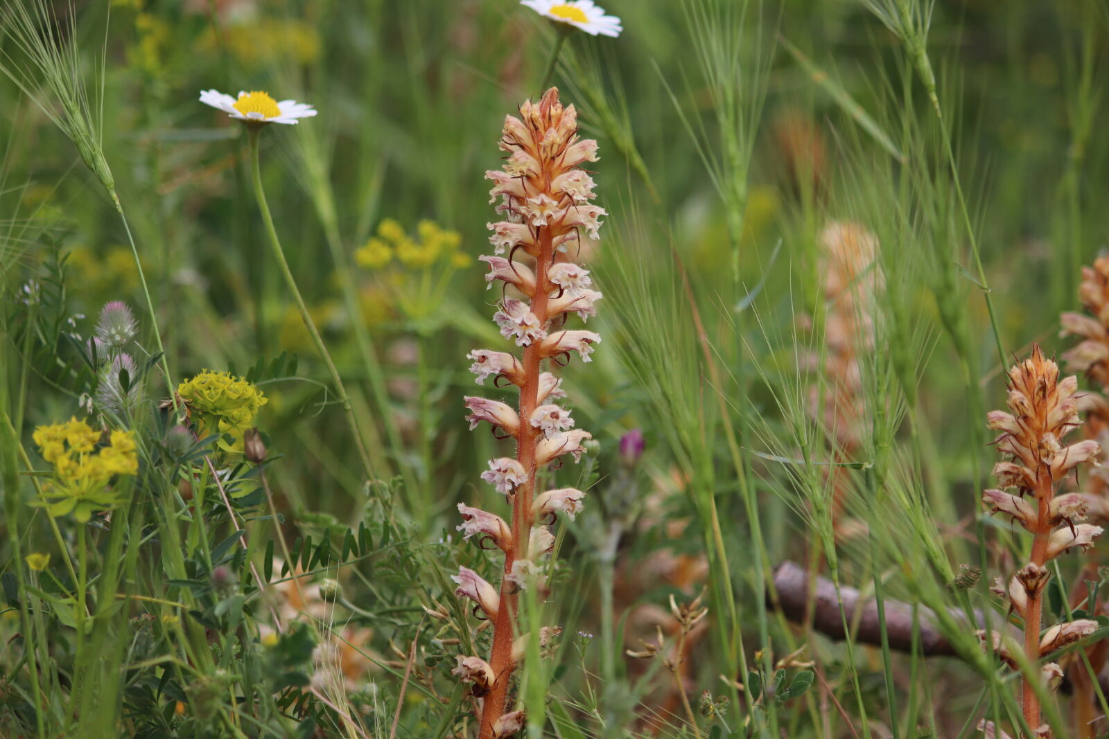 Canon EF-S 55-250mm F4-5.6 IS sample photo