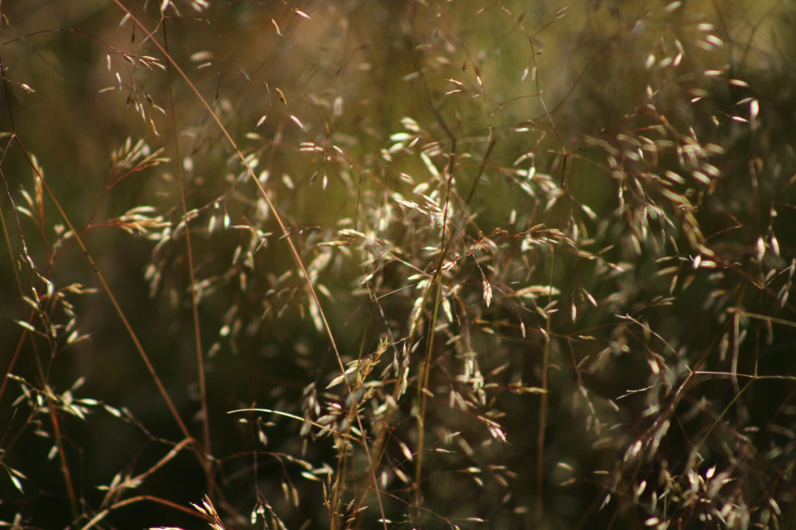Canon EF75-300mm f/4-5.6 sample photo. Nature, summer, flower photography