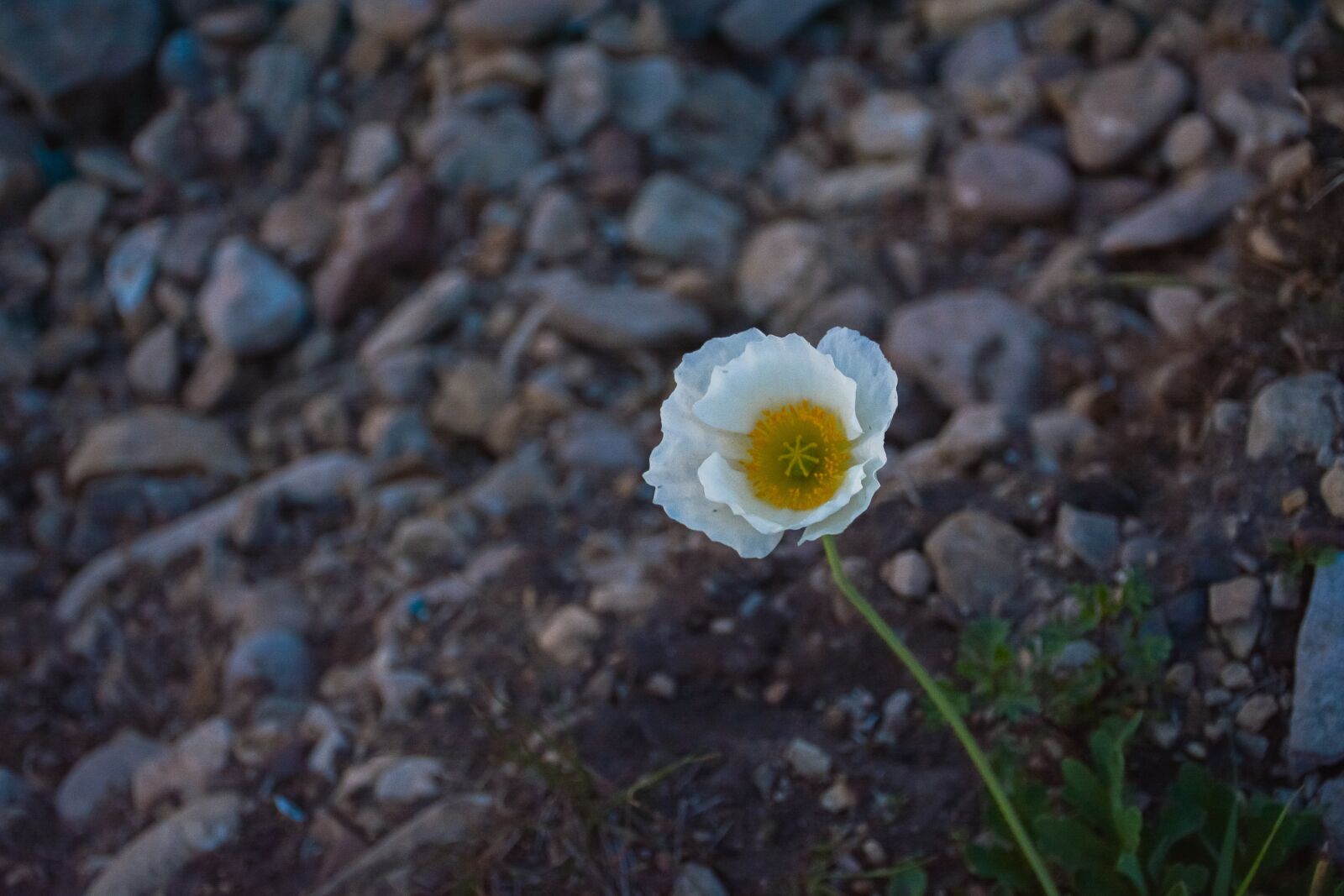 Nikon D7100 sample photo. Poppy, bloom, white photography