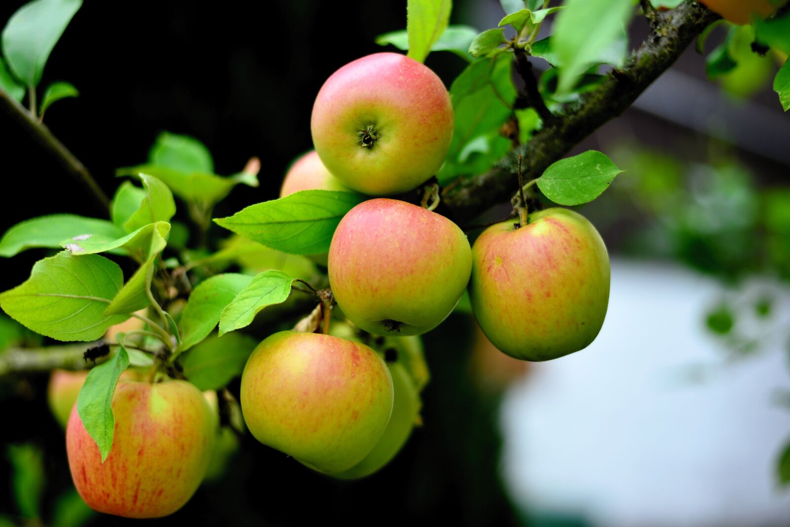 Nikon D610 sample photo. Apple, goldparm ne, apple photography