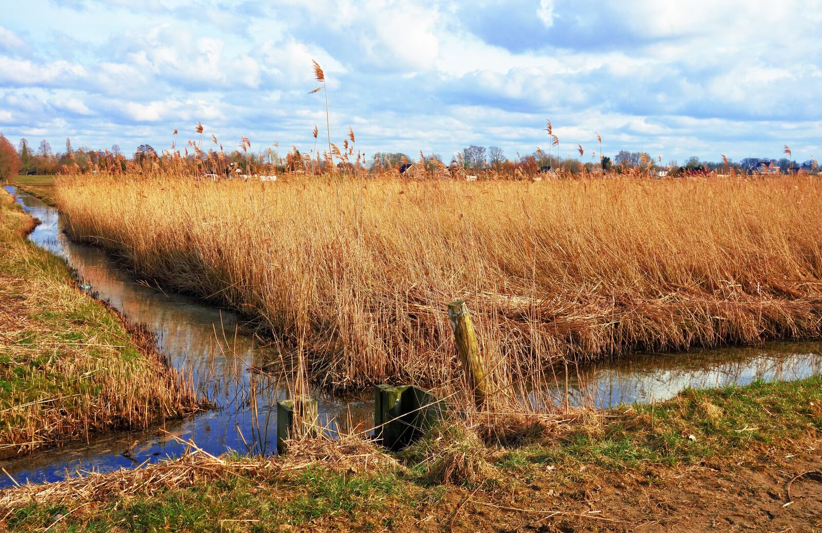 Sony Cyber-shot DSC-RX100 sample photo. Ditch, water, wetland photography