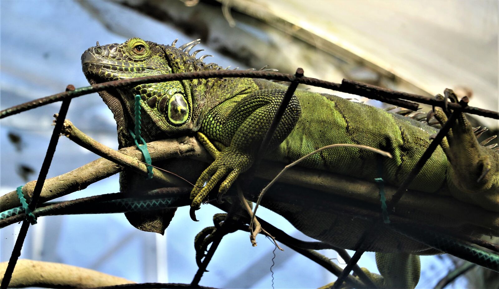 Canon EOS 7D Mark II + Canon EF-S 18-135mm F3.5-5.6 IS STM sample photo. Iguana, reptile, lizard photography