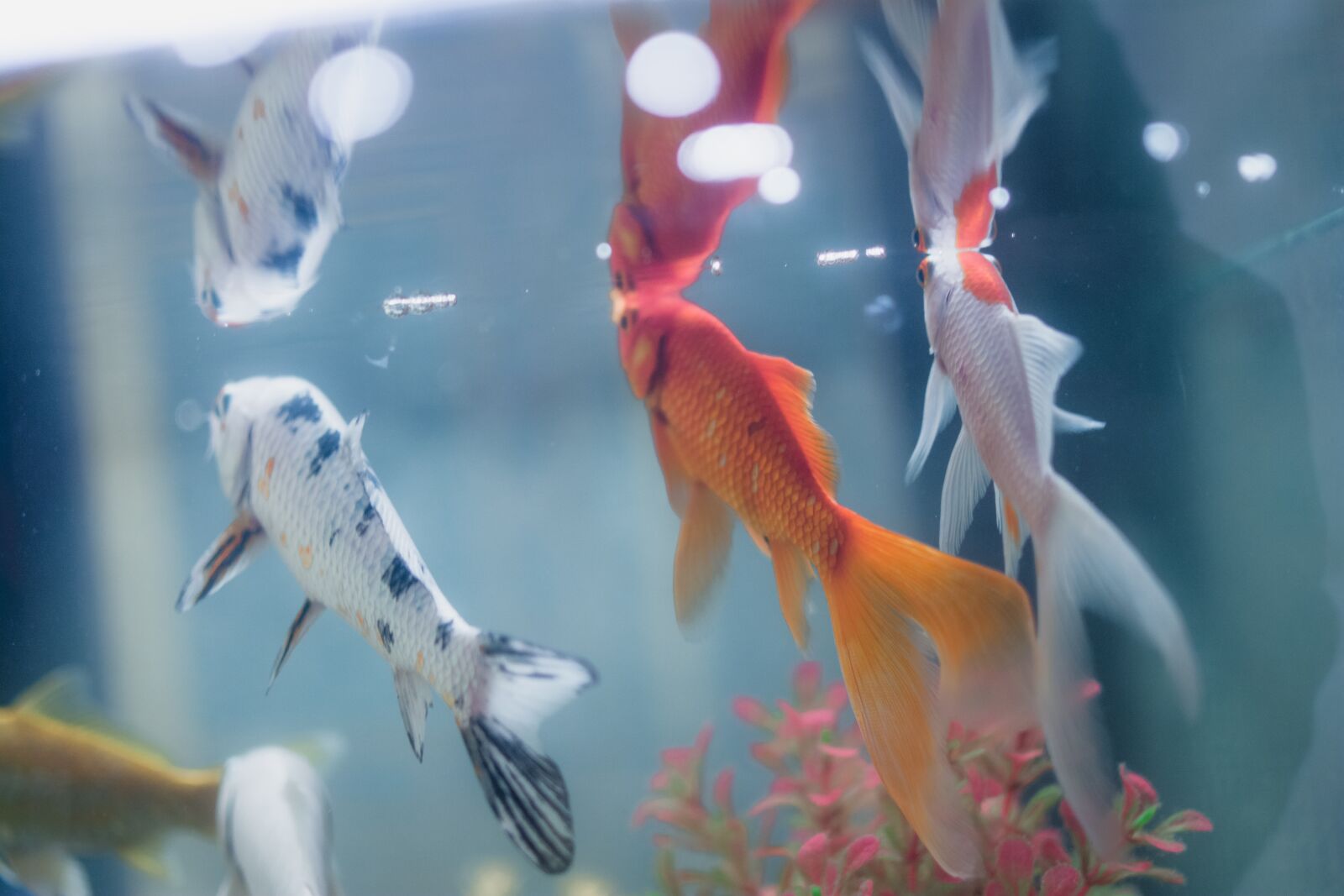 Nikon D7100 sample photo. Fish, aquarium, underwater photography