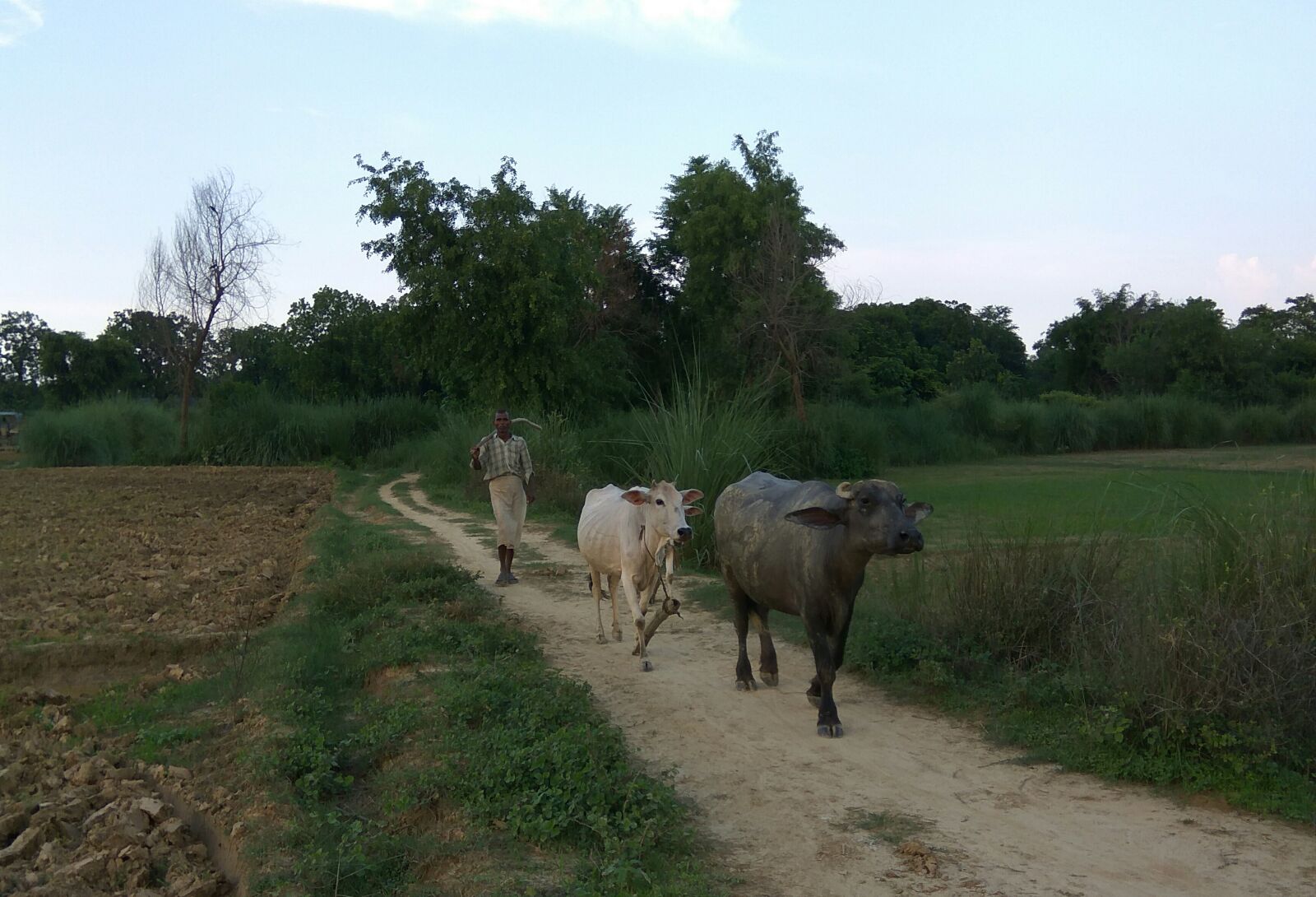 Xiaomi Redmi Note3 sample photo. Farmer, nature photography