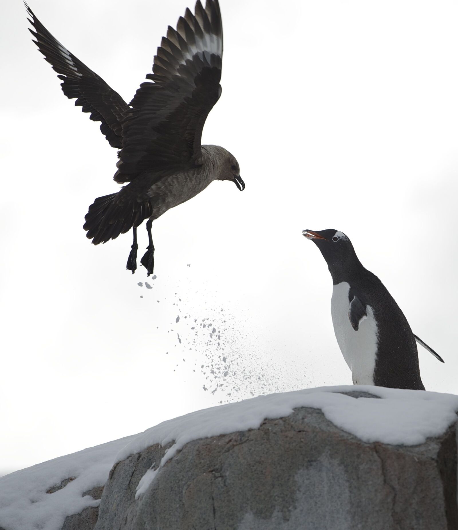 Nikon D3S sample photo. Penguin, demonstrate, ice photography