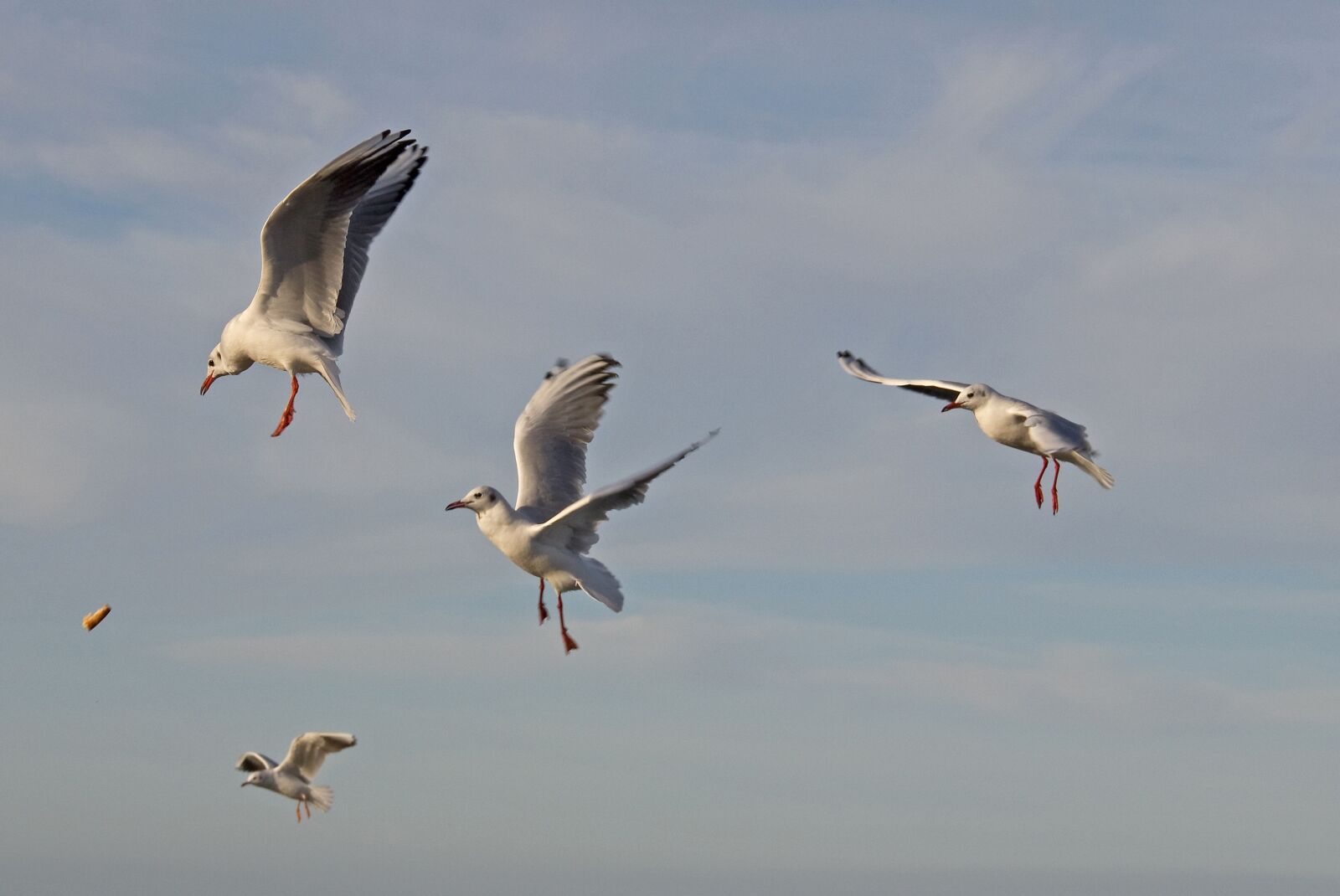 Canon EOS 550D (EOS Rebel T2i / EOS Kiss X4) sample photo. Gulls, bird, wing photography