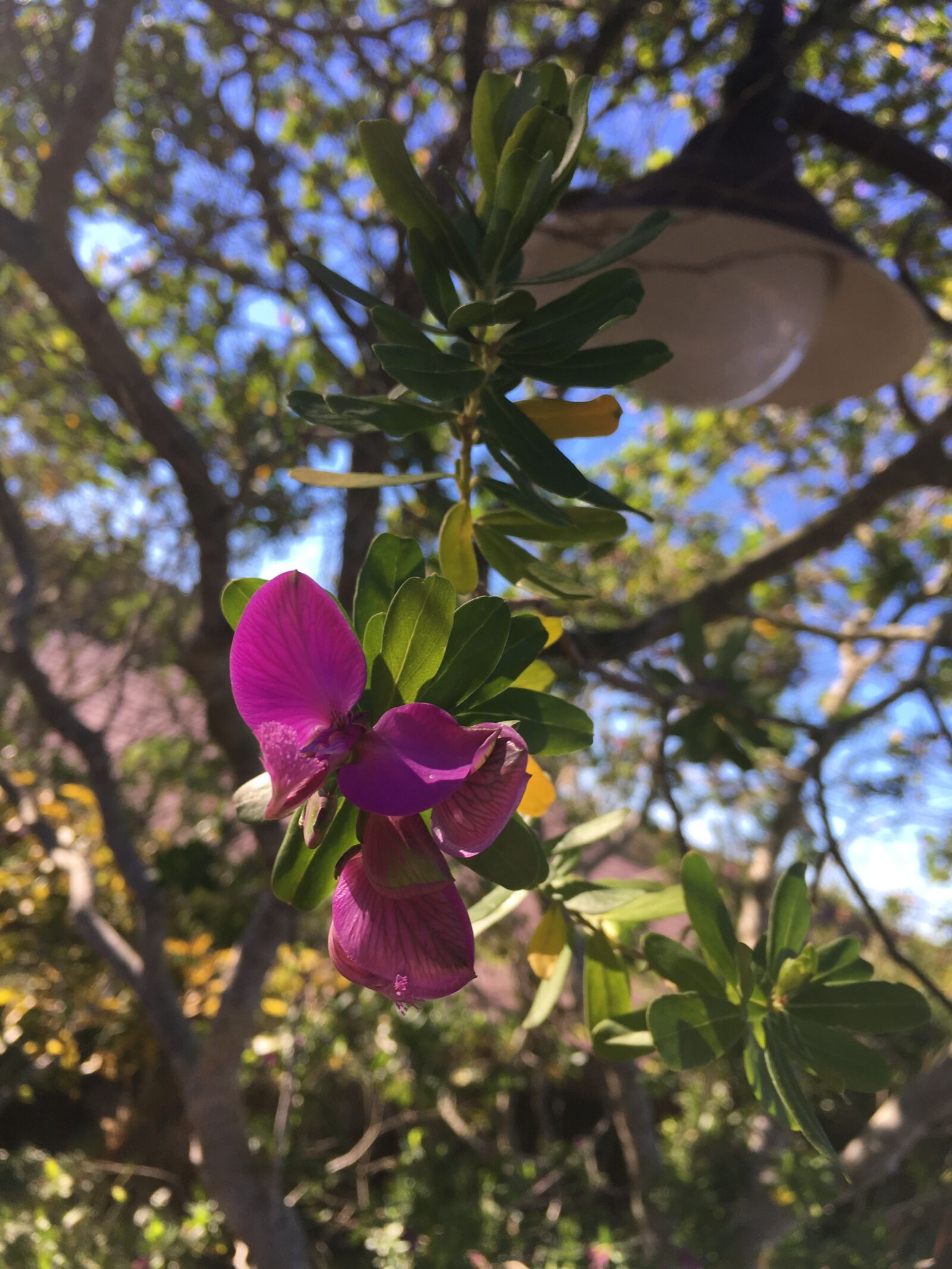 iPhone SE back camera 4.15mm f/2.2 sample photo. Flower, south africa, purple photography