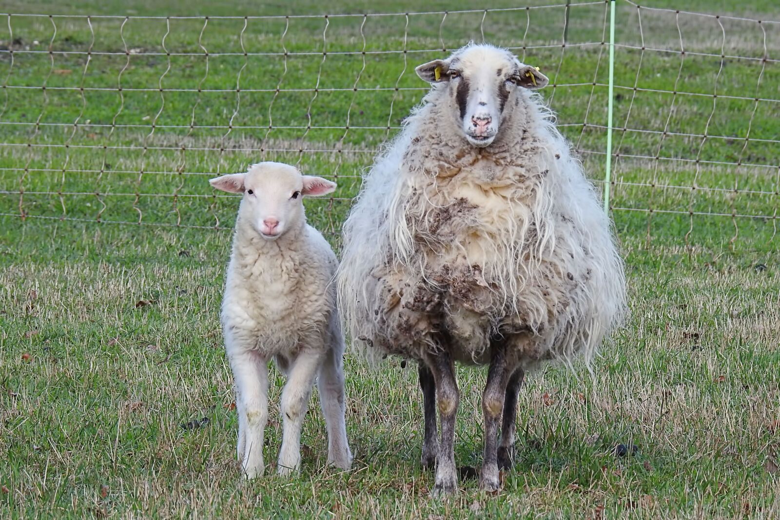 Nikon Coolpix P900 sample photo. Wool sheep, sheep, lamb photography